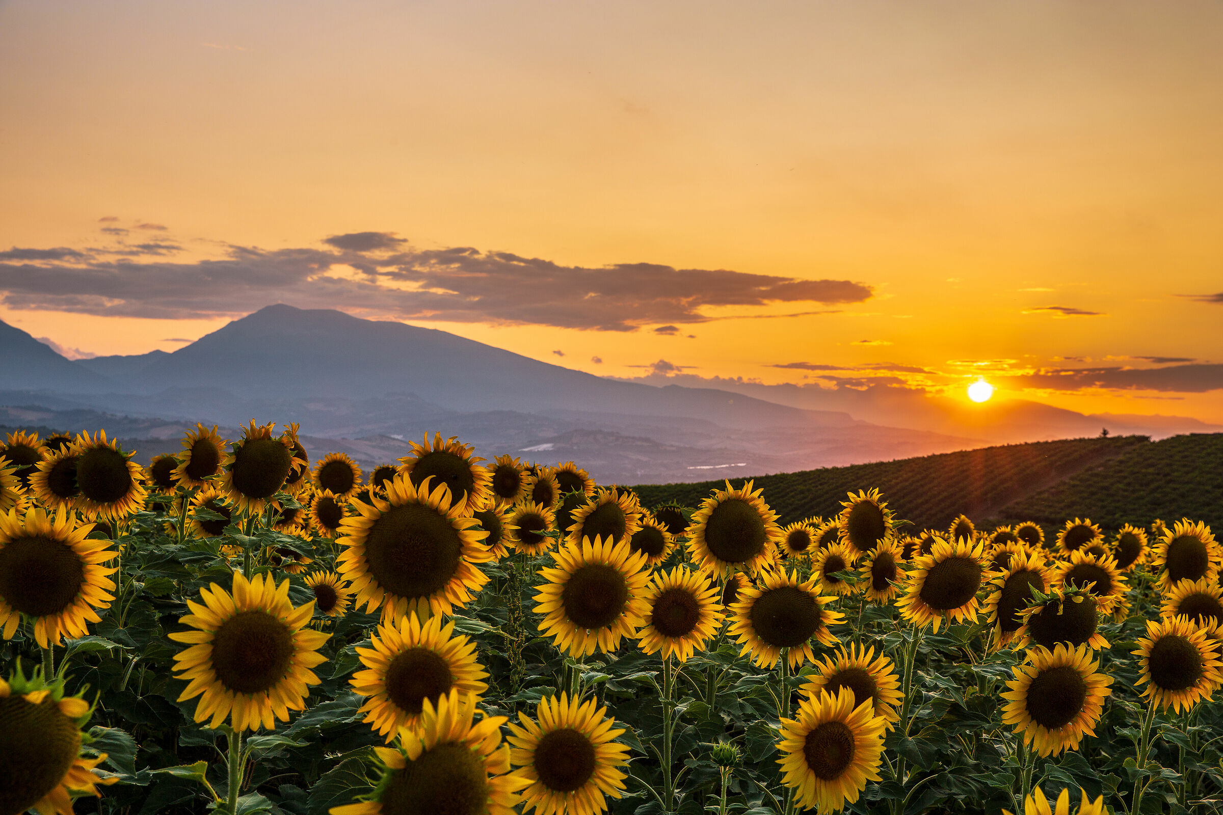 Il sole scende ....sul campo di sole