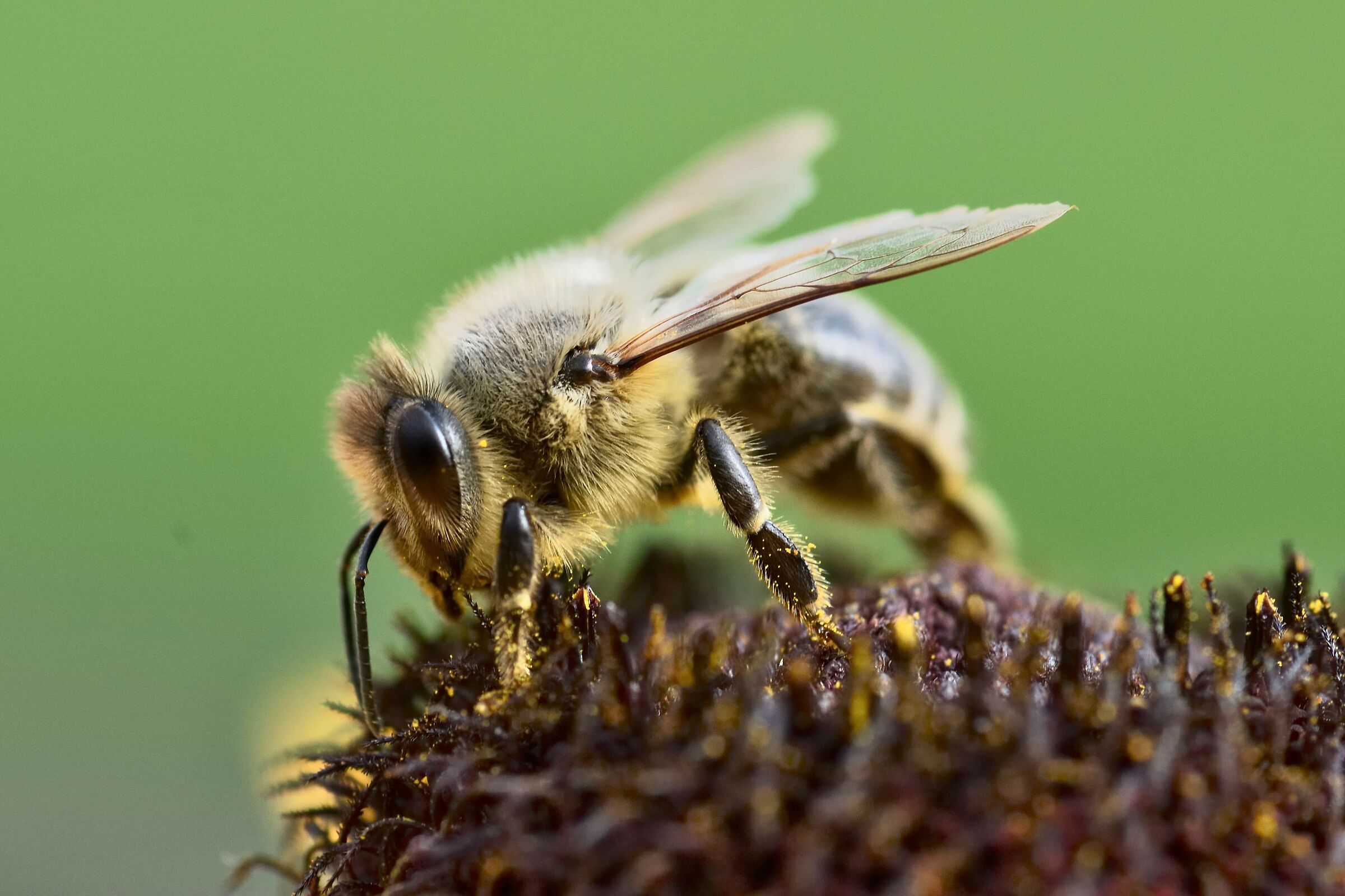 Bee