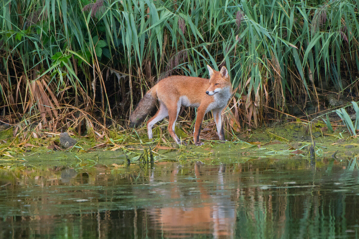 Altra sorpresa nel canneto