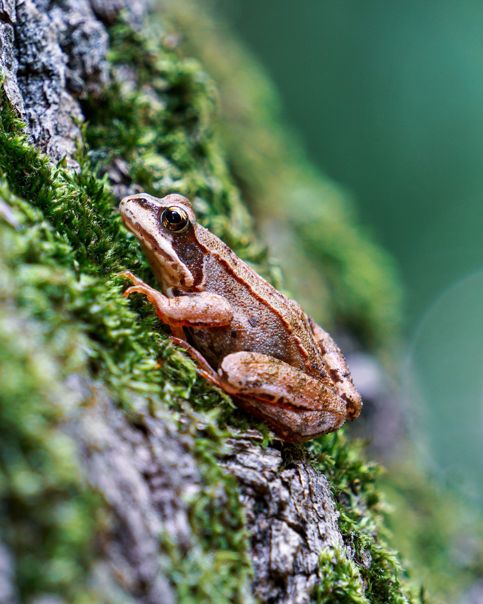 Frogs among the deer