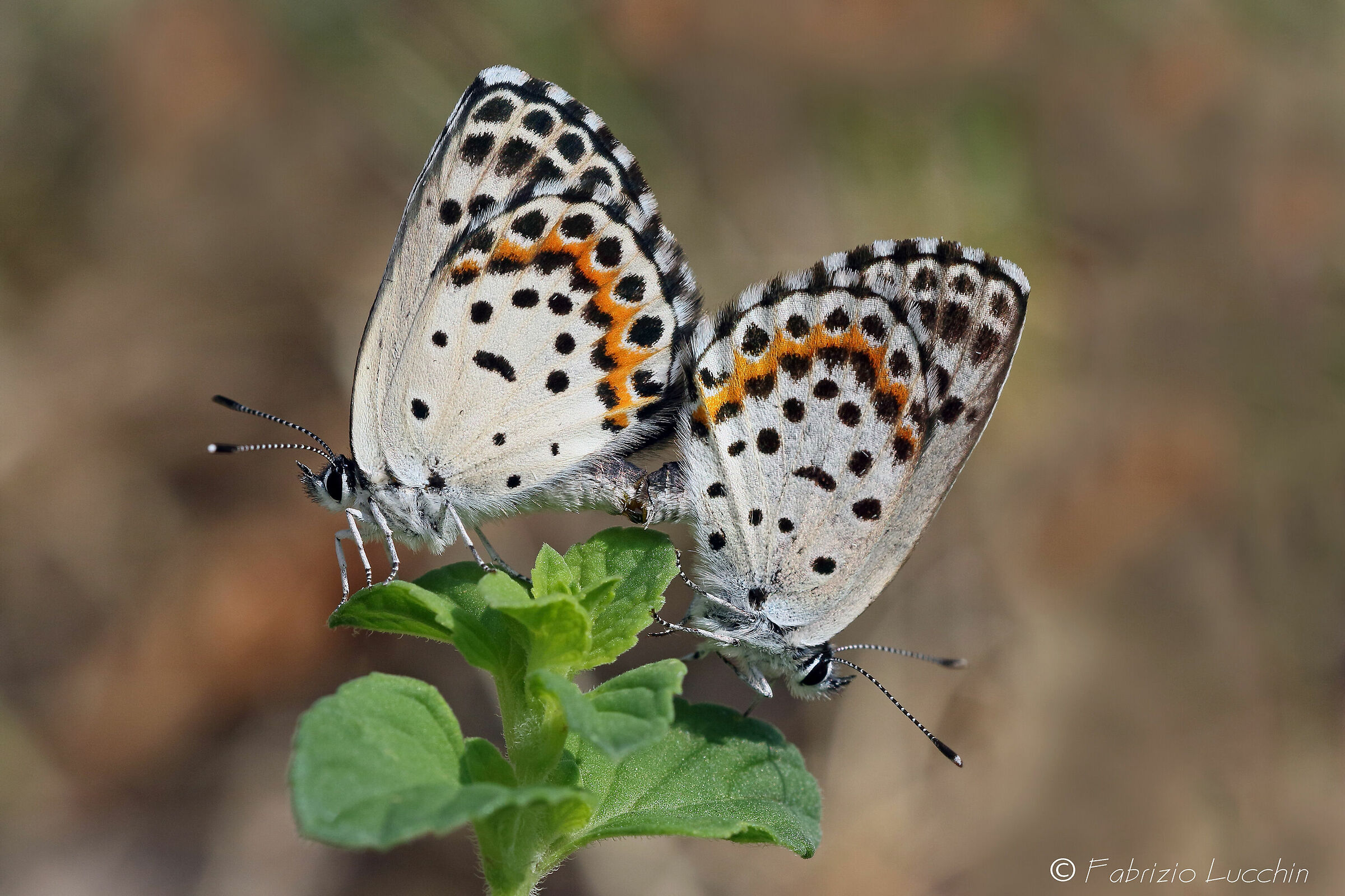 Scolitantides orion in love