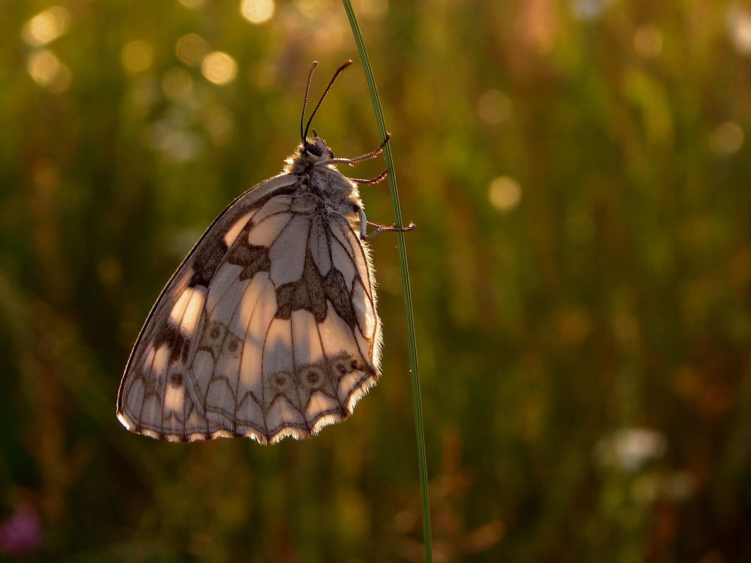 Polowiec szachownica 2