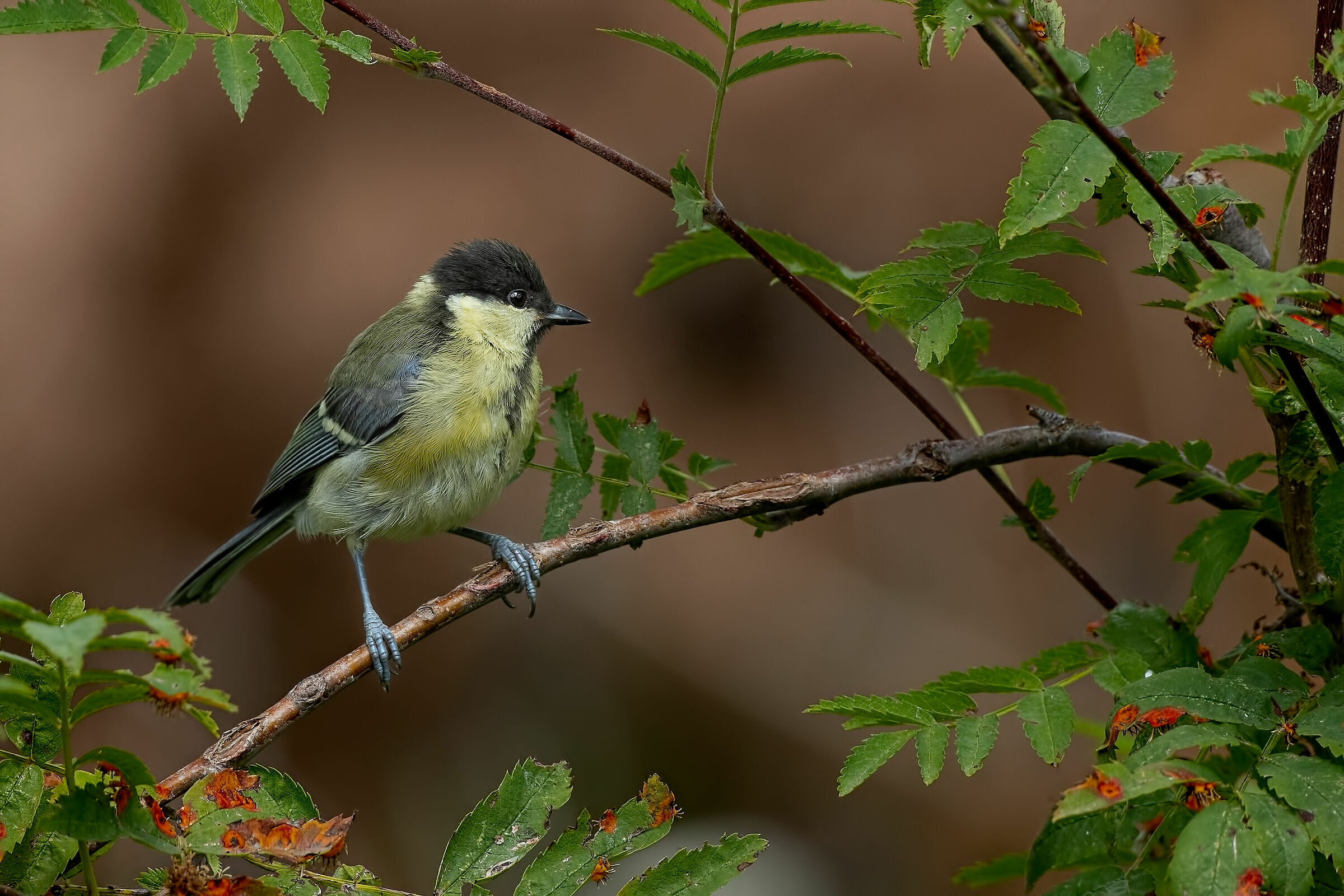 Cinciallegra ambientata