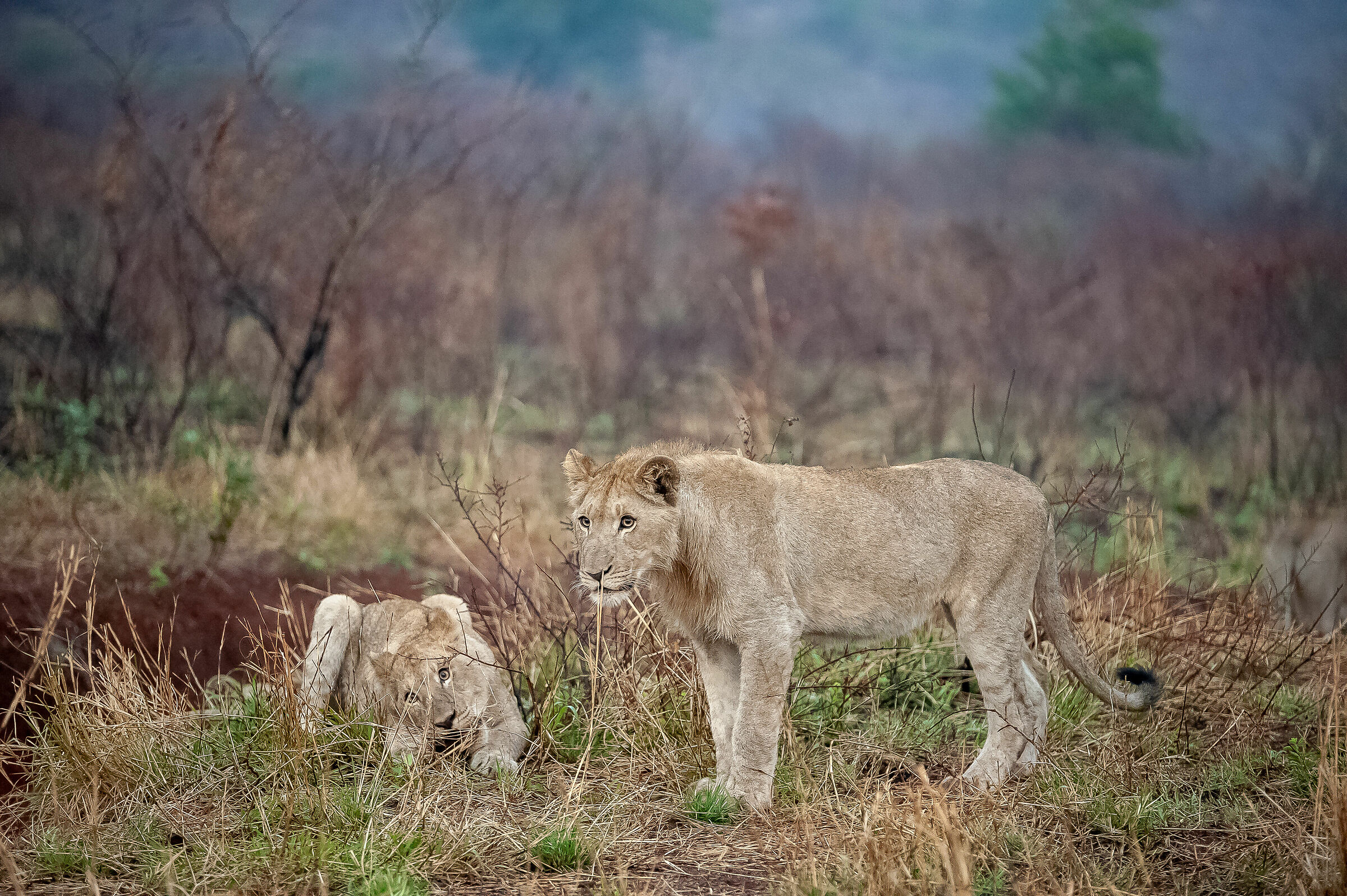 A lucky encounter at dawn