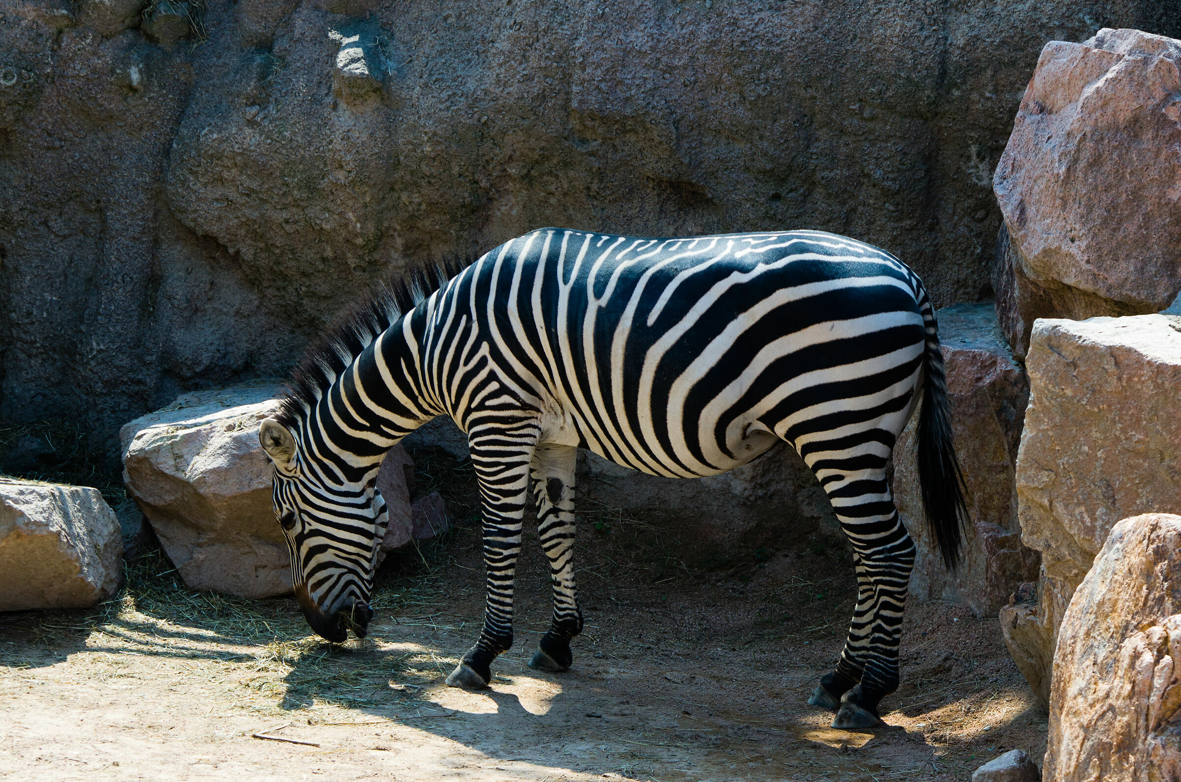 Zebra