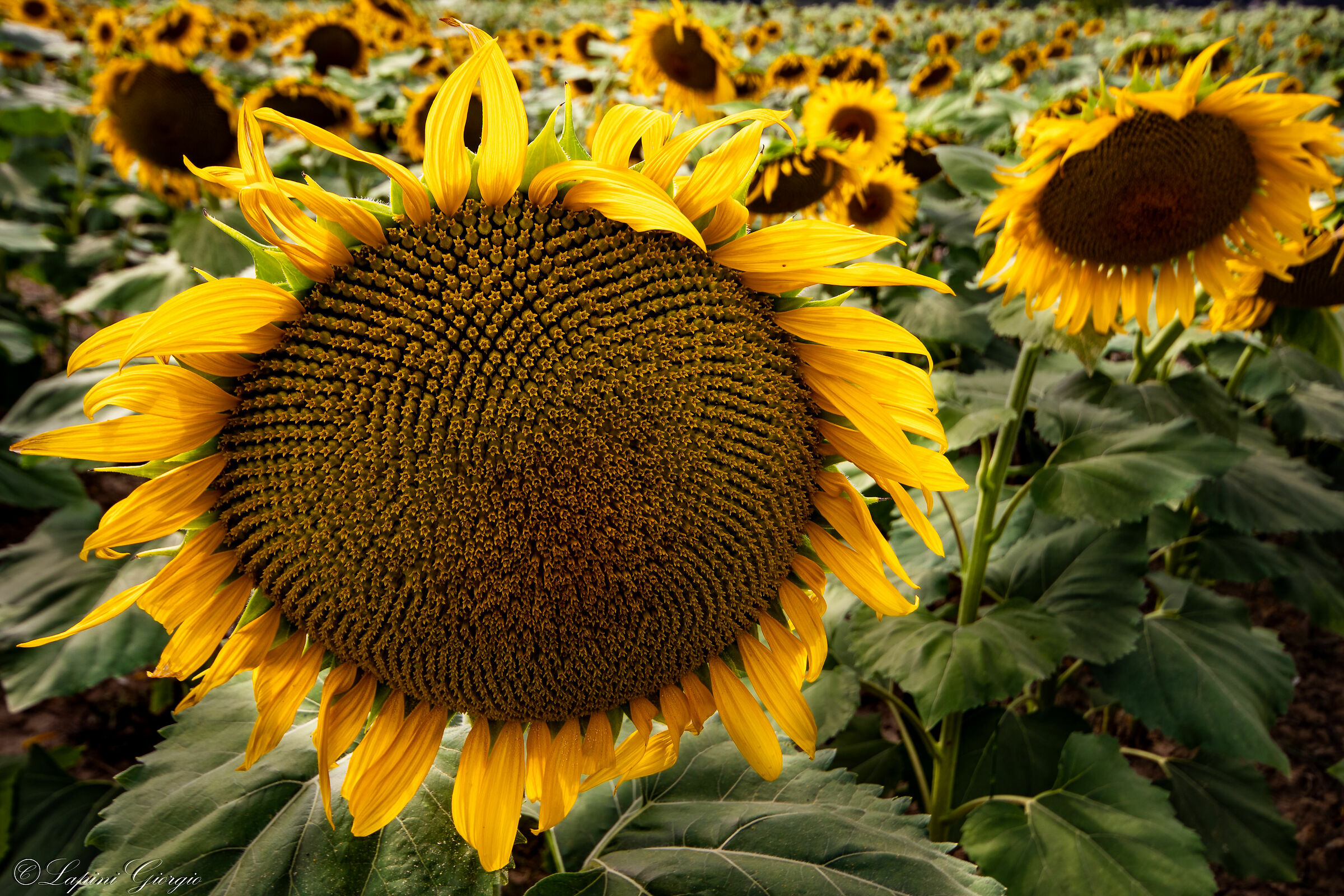 Il girasole protagonista
