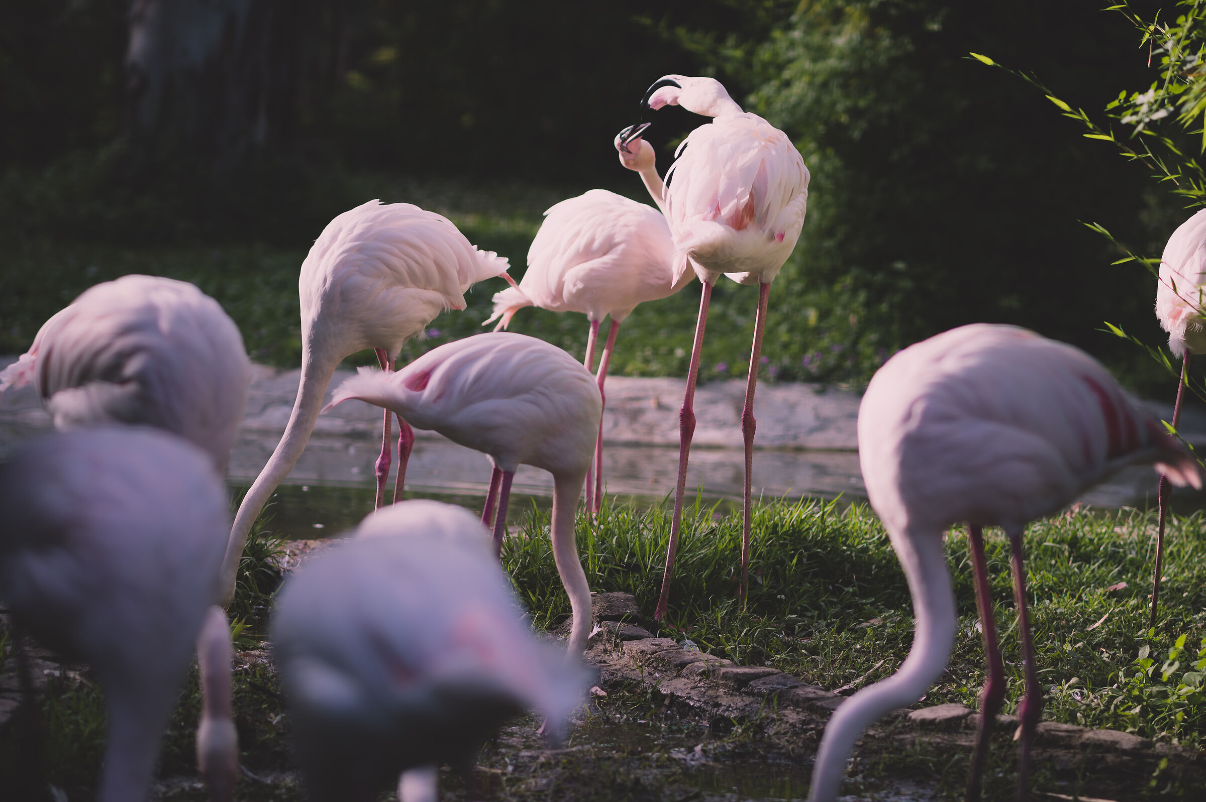 Flamingos kissing