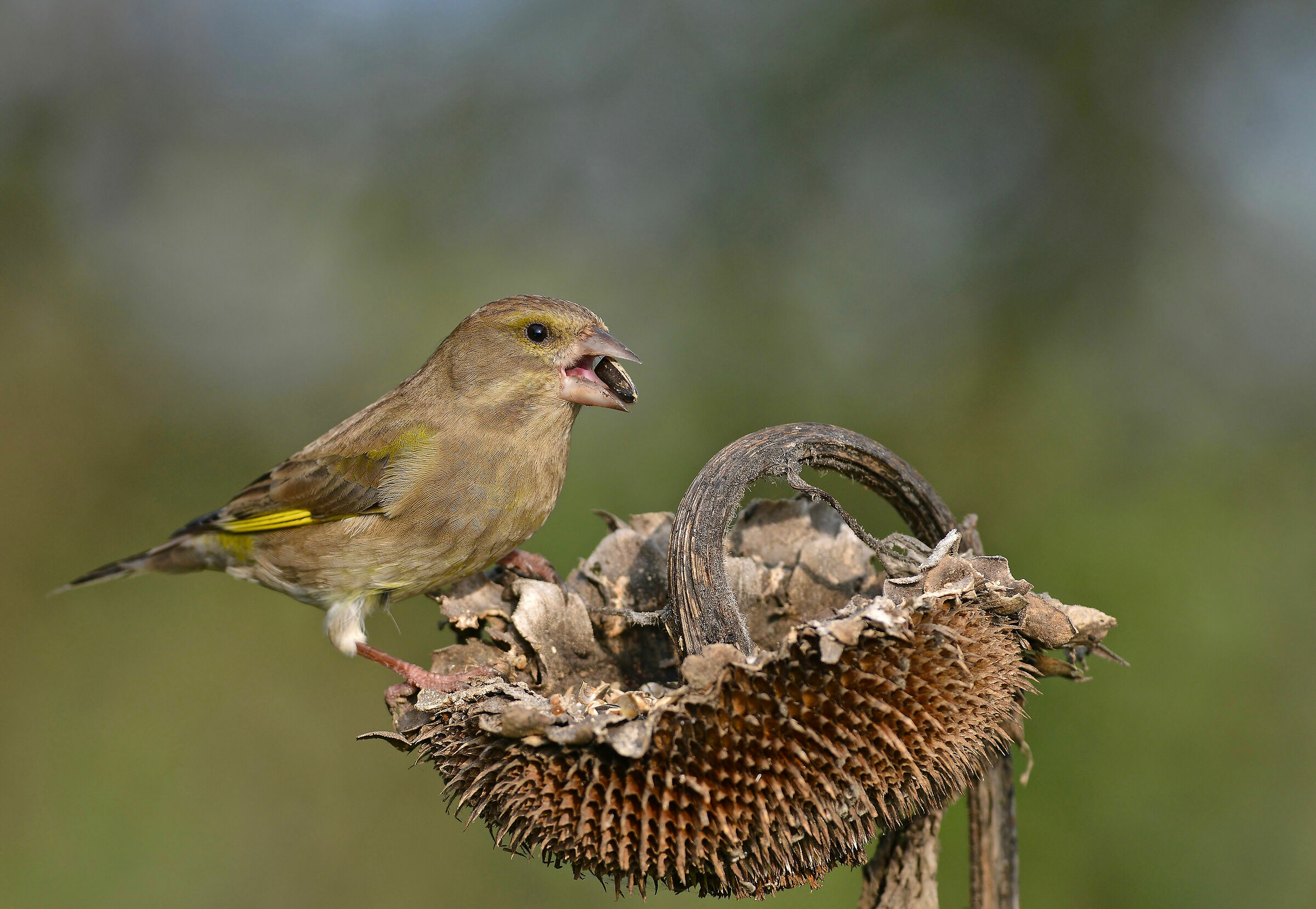 A free meal never refuses