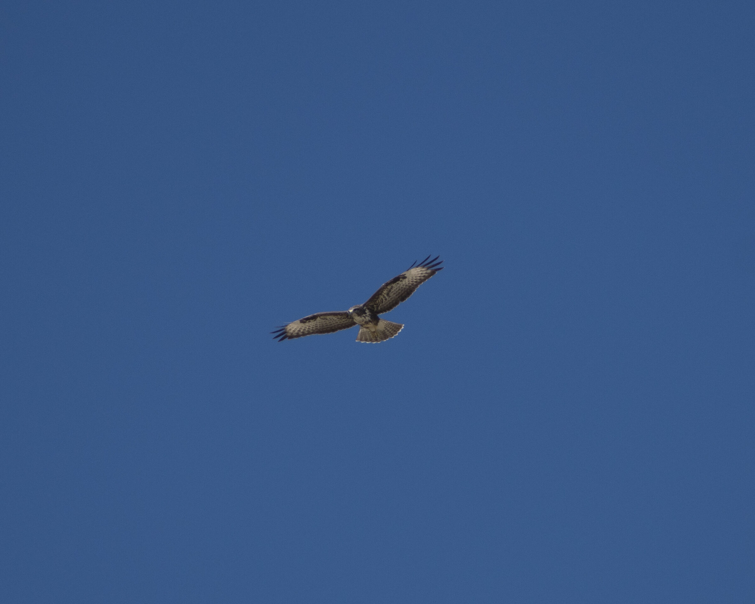 honey buzzard