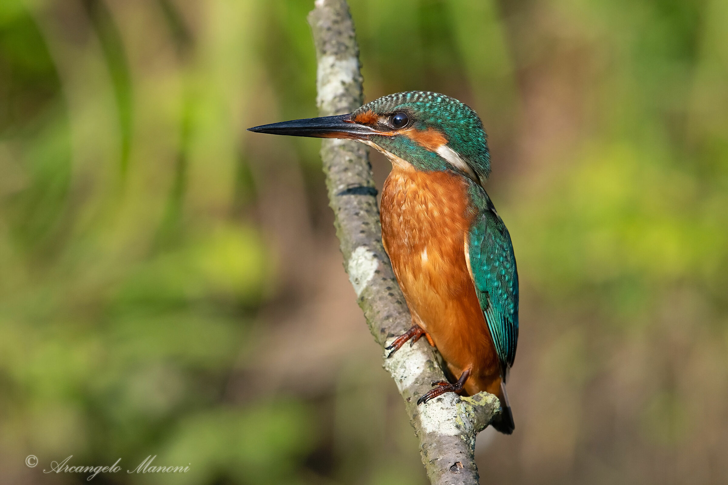 My shed in your eyes