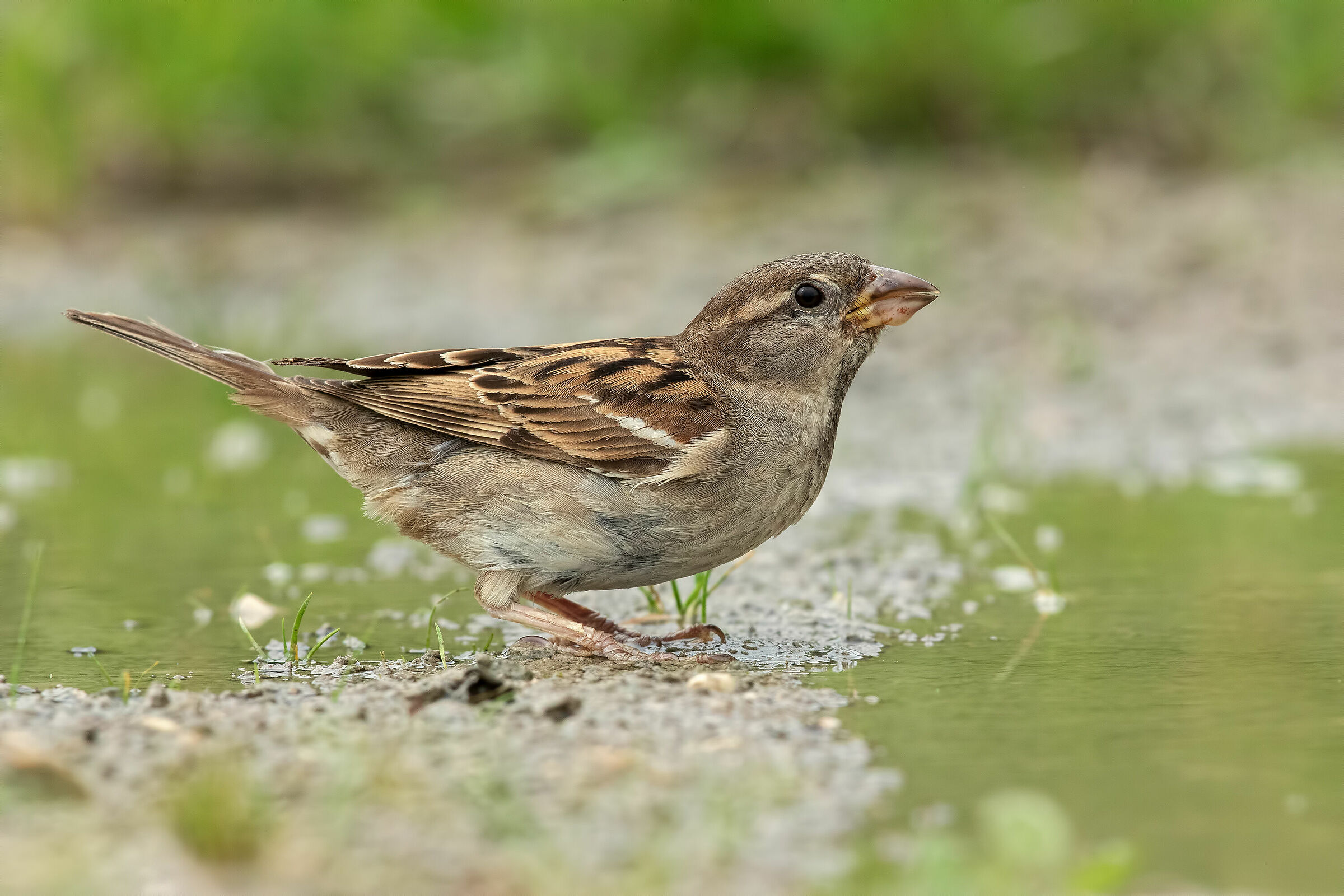 Thirsty sparrow