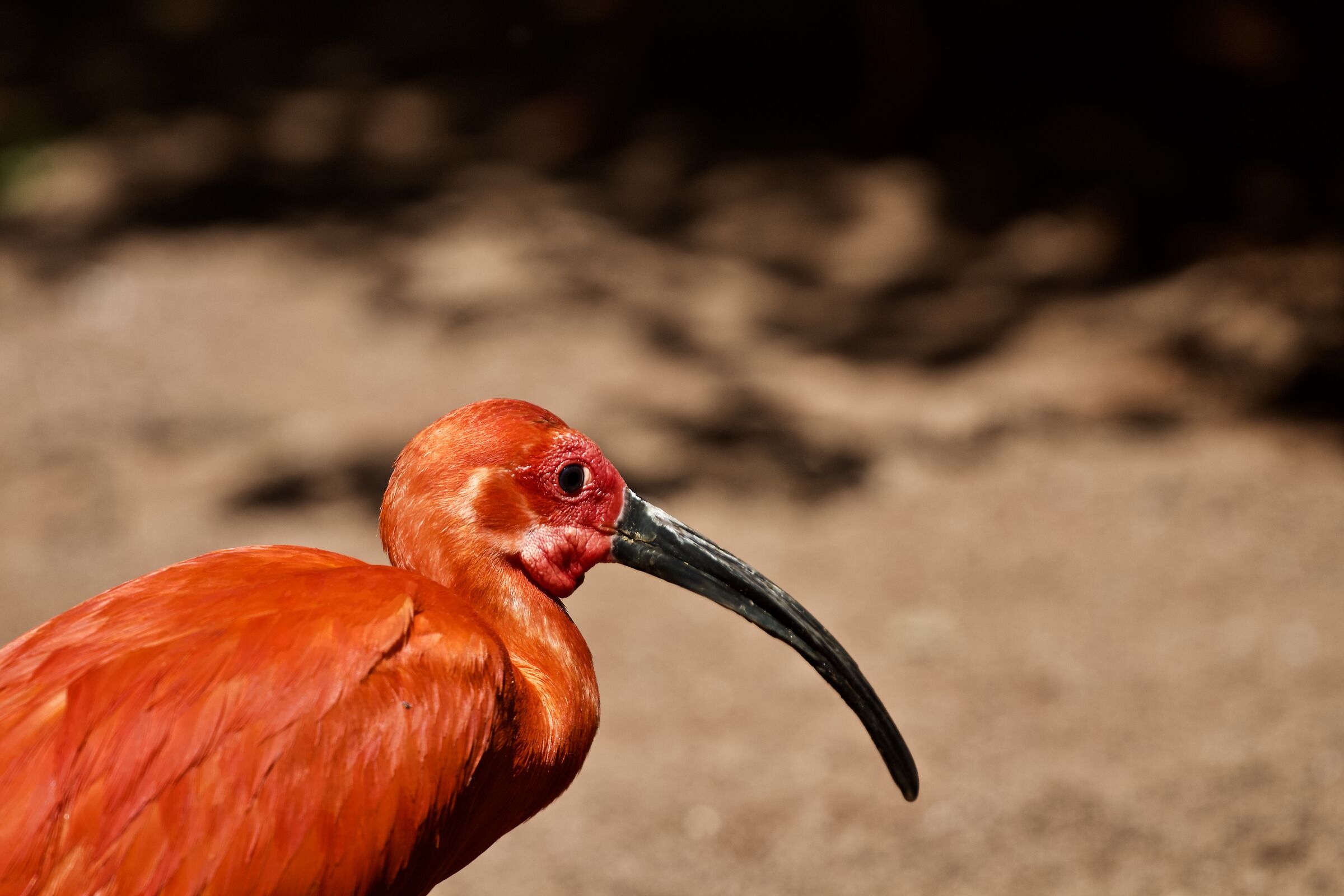 Ibis rosso