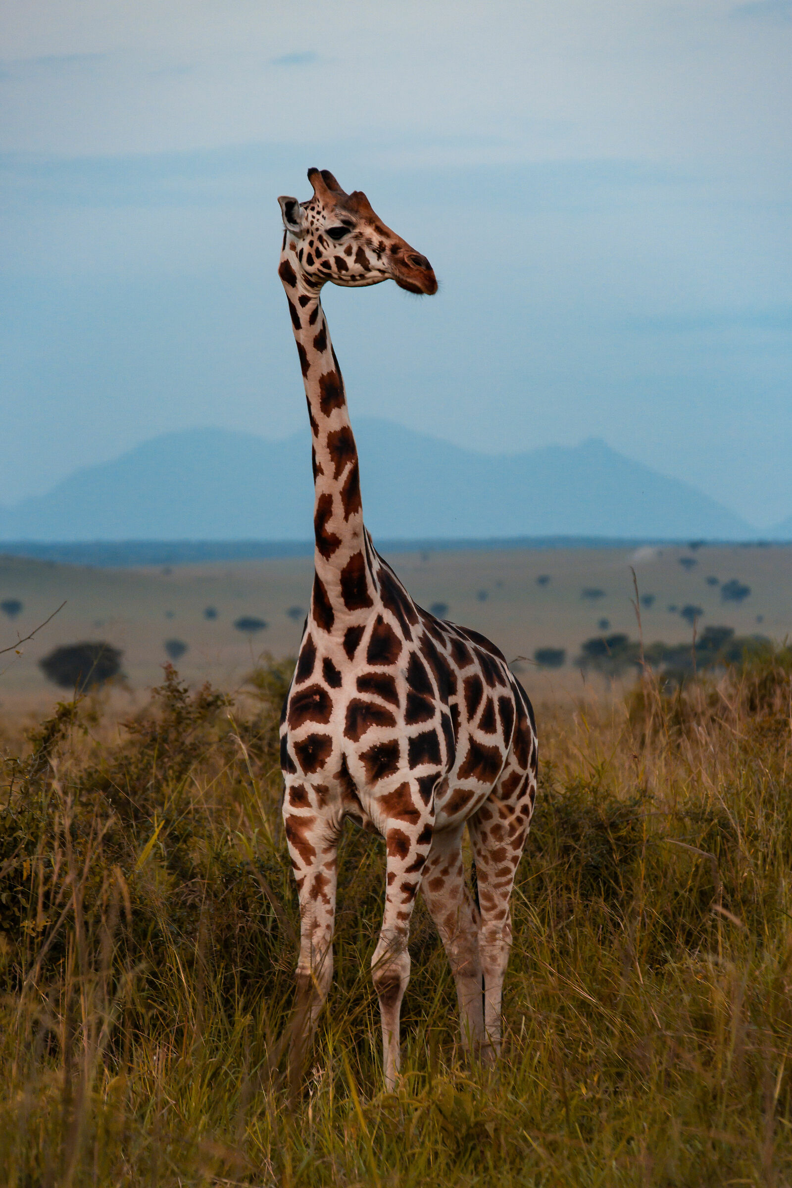 Una giraffa solitaria