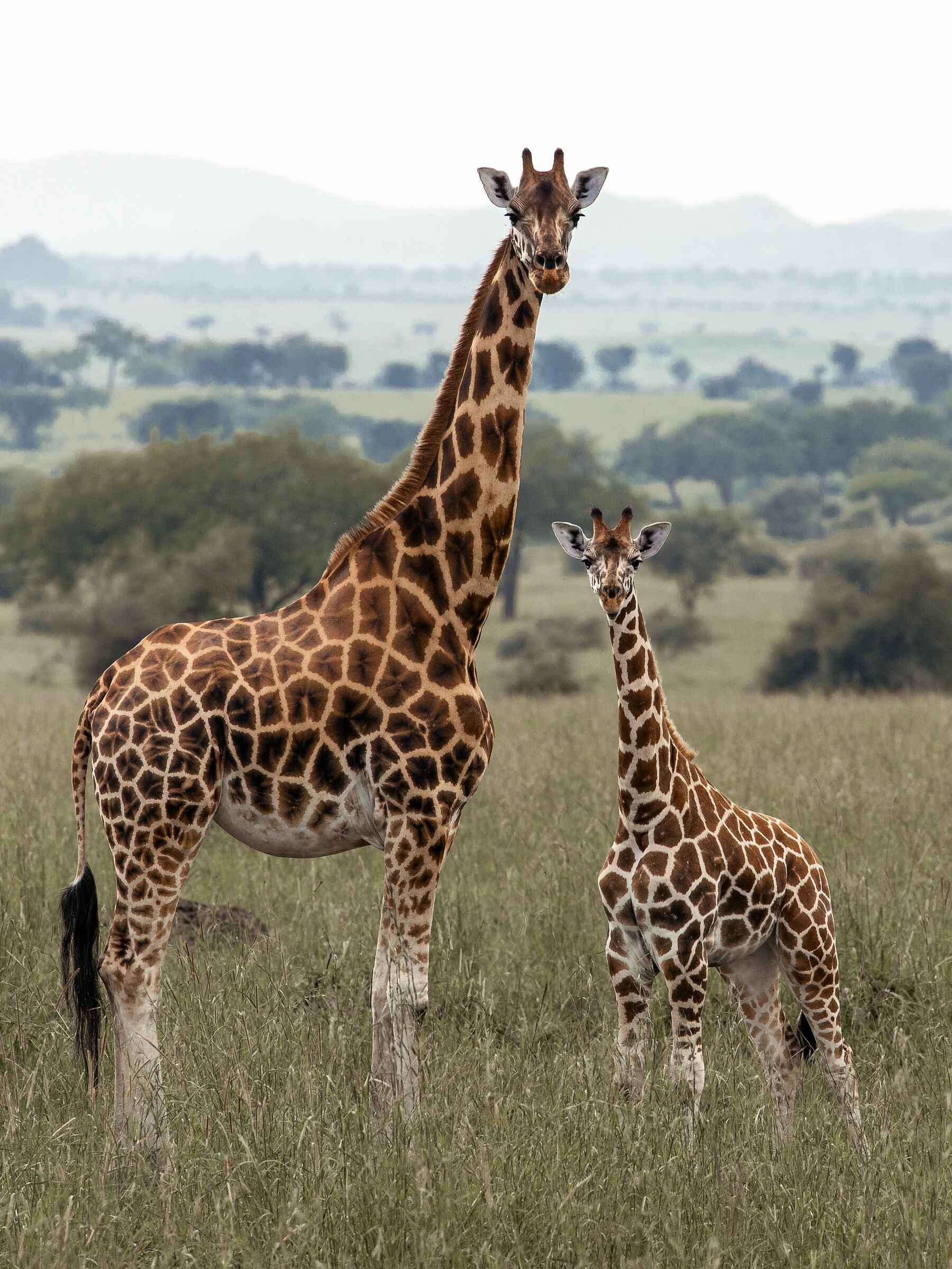 Coppia di giraffe
