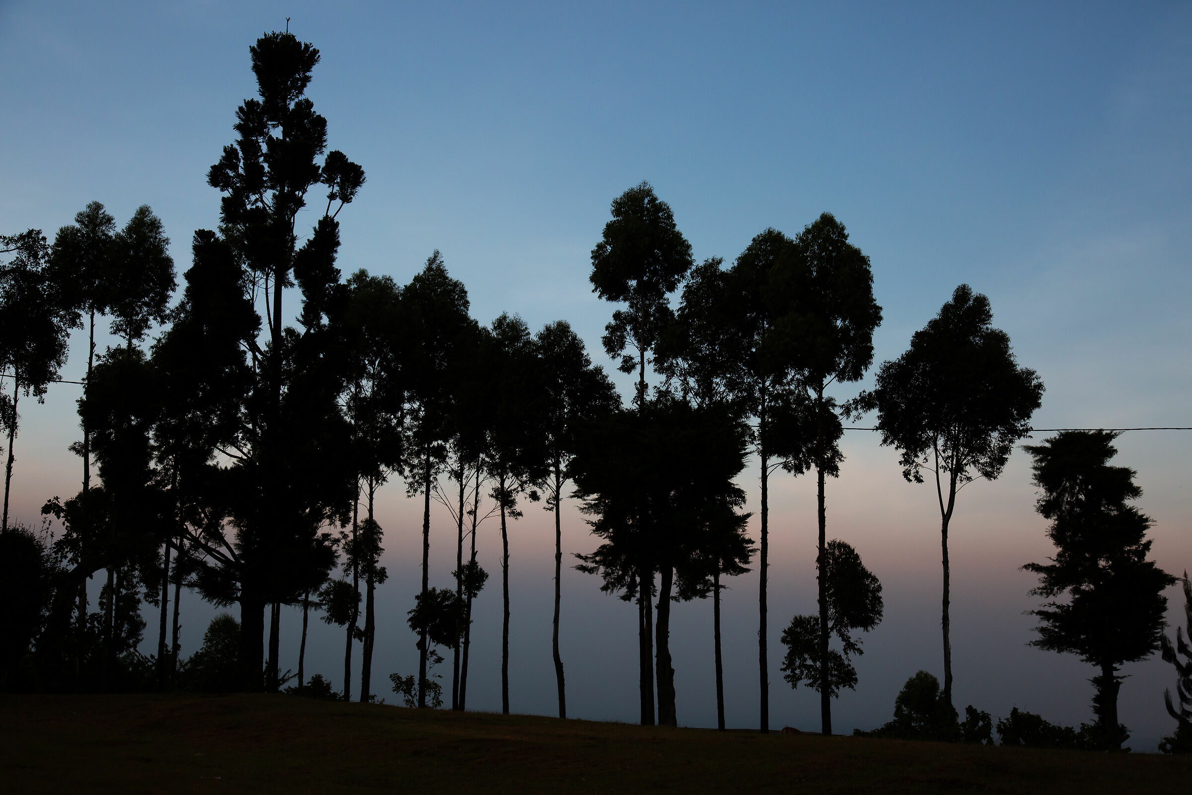 A sequence of trees