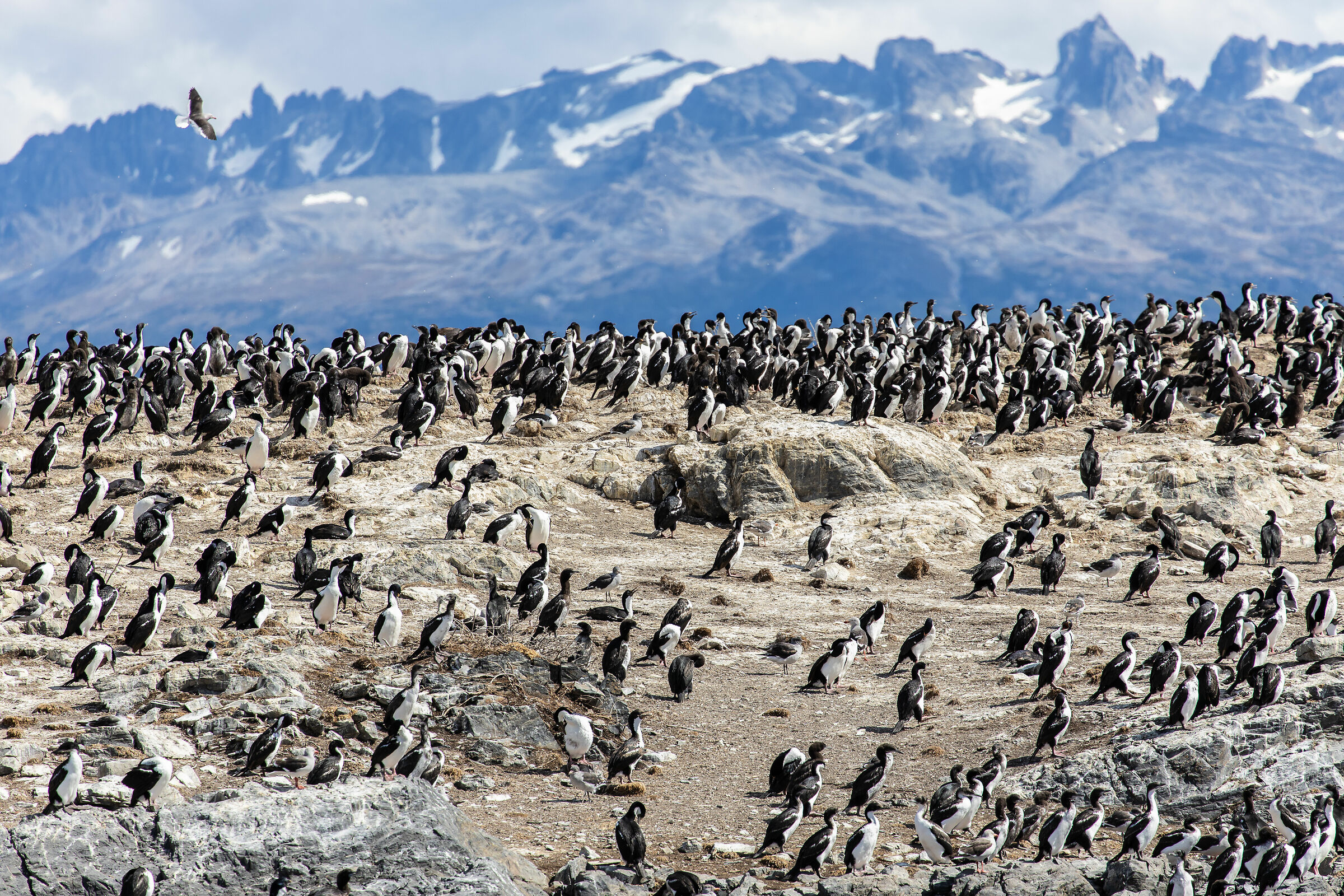 Cormorans