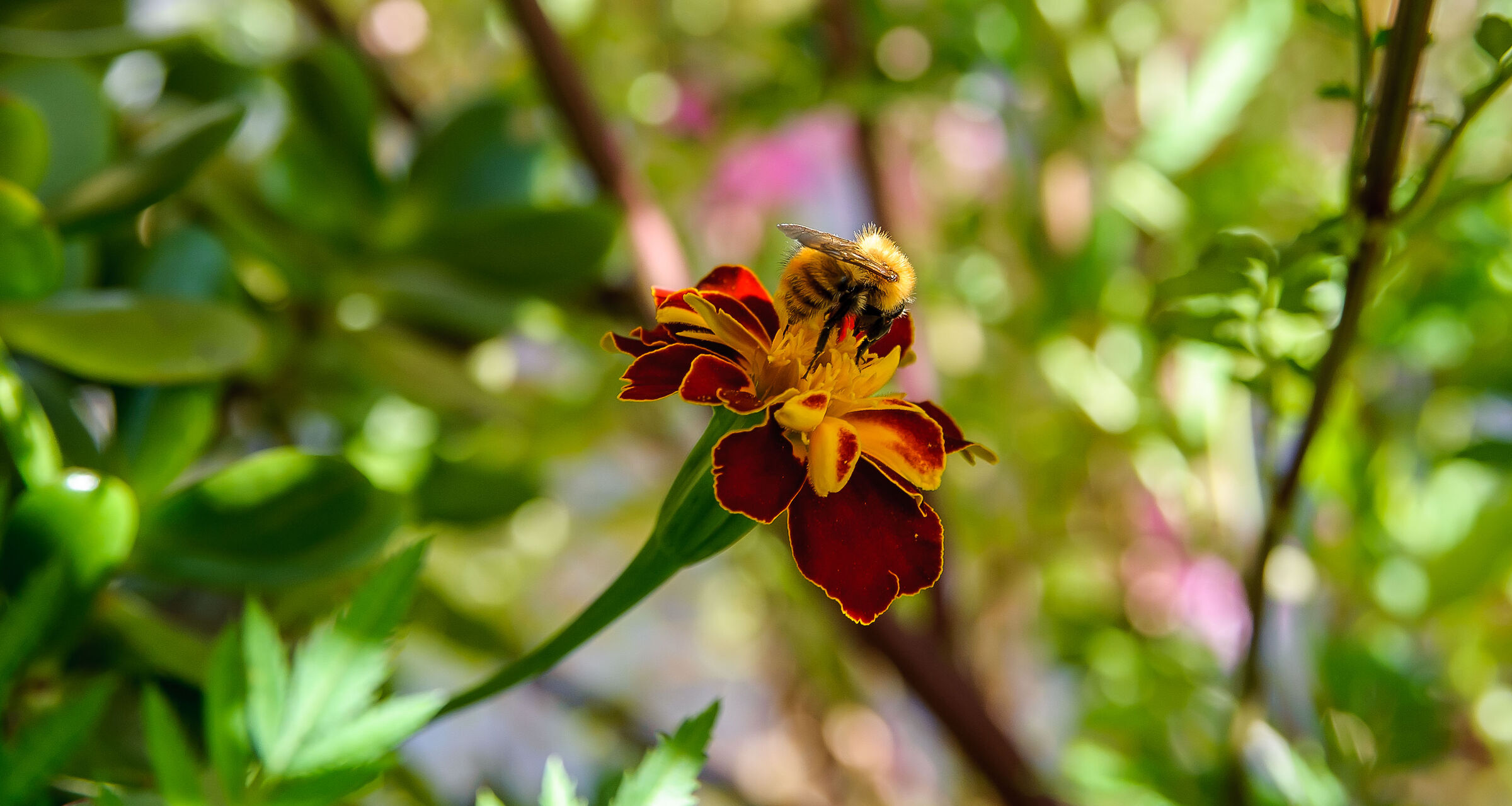 Refreshment for the bumblebee