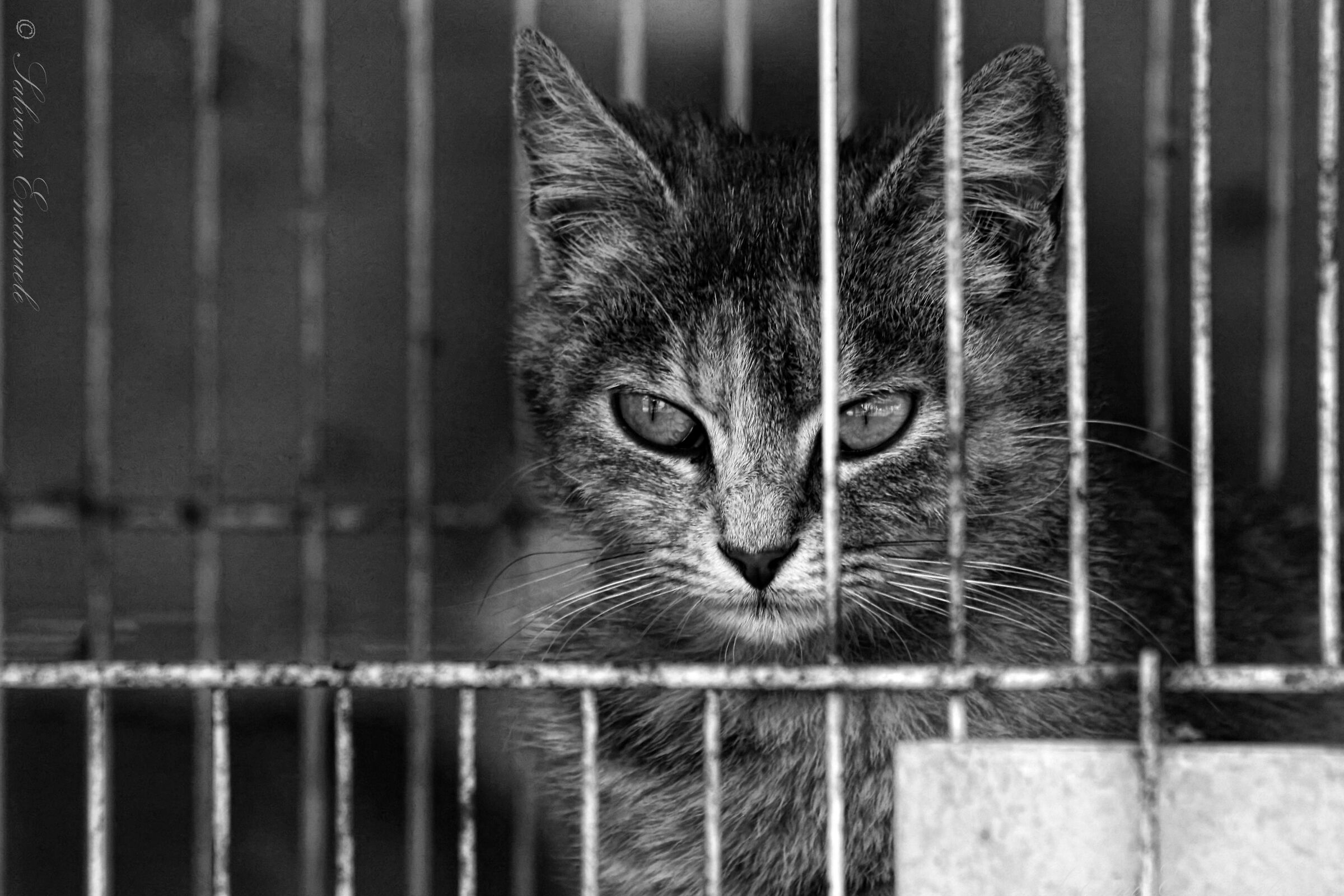 Cat In a cage