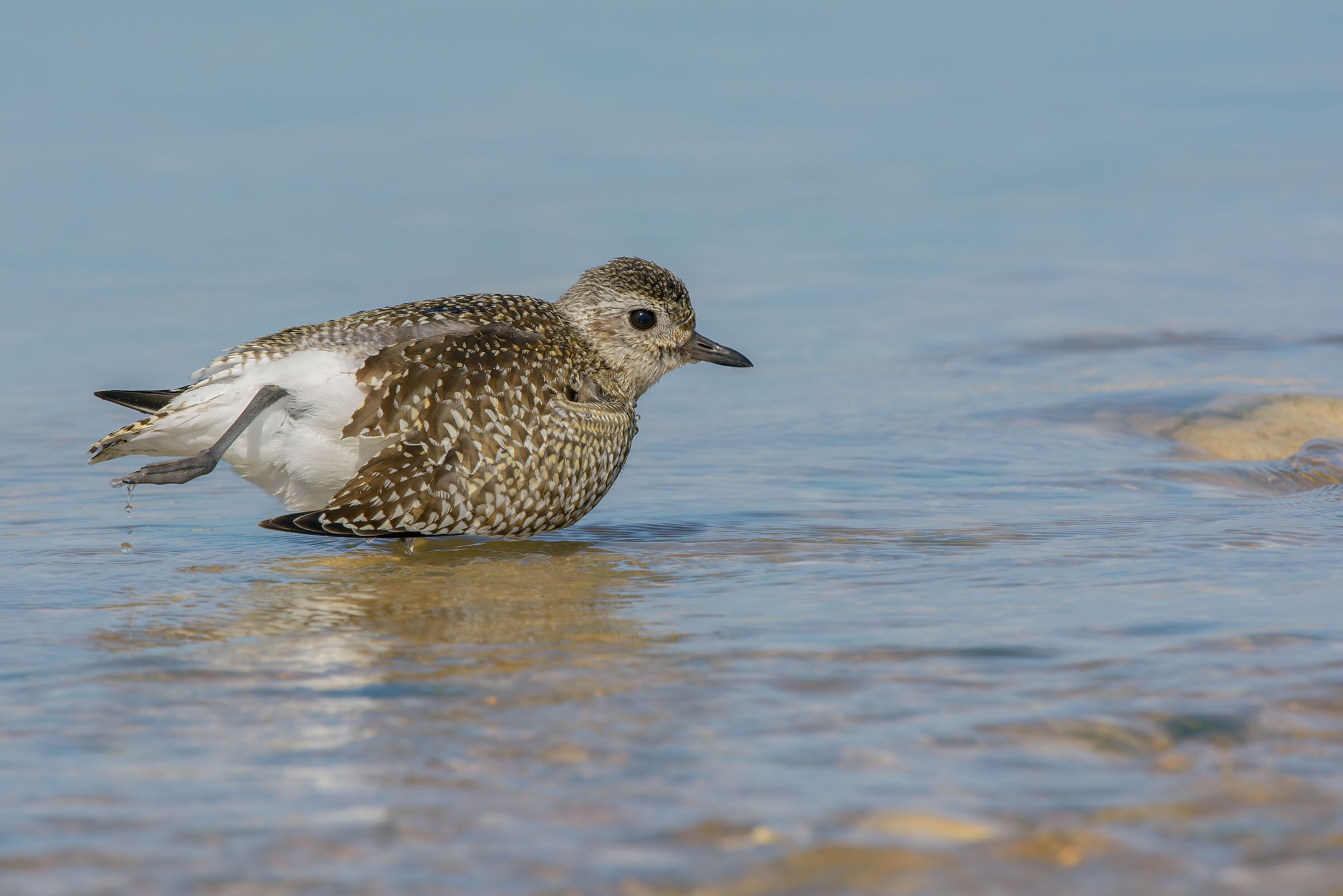 Pivieressa (Pluvialis squatarola)
