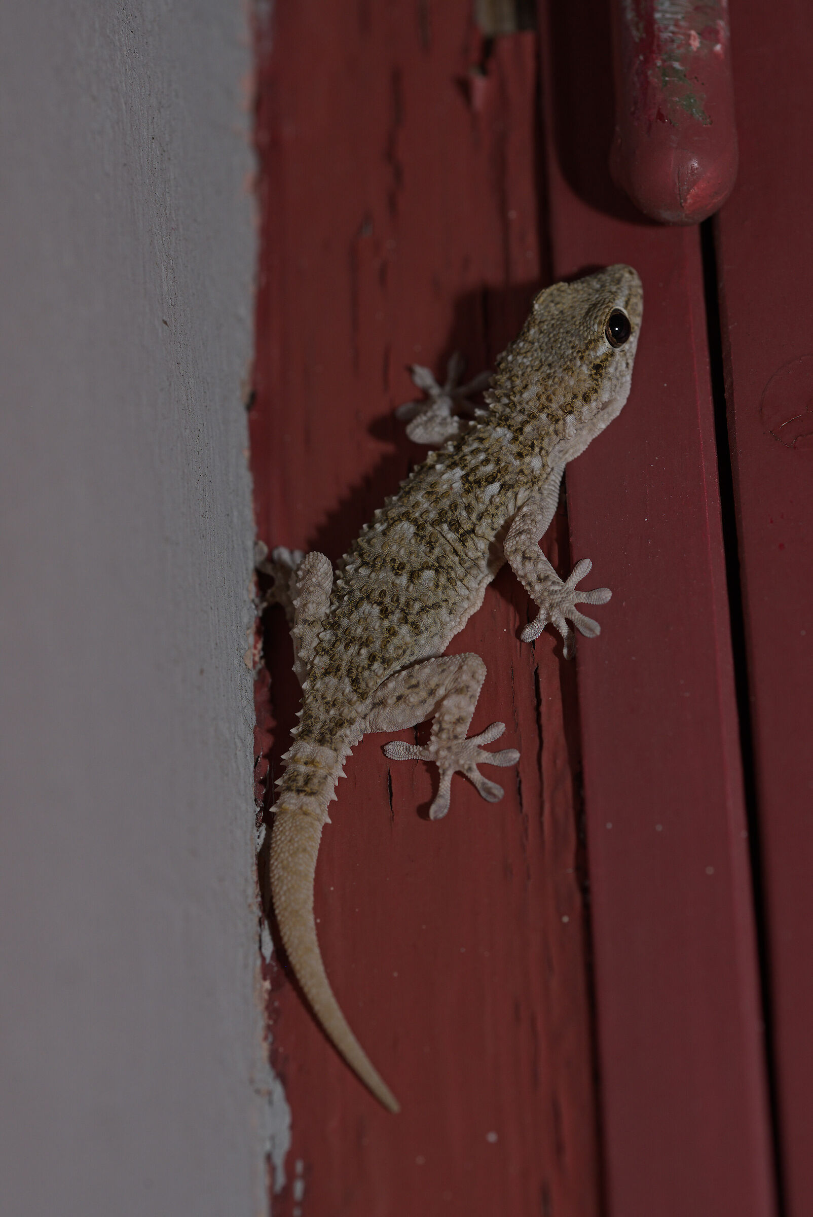 Gecko