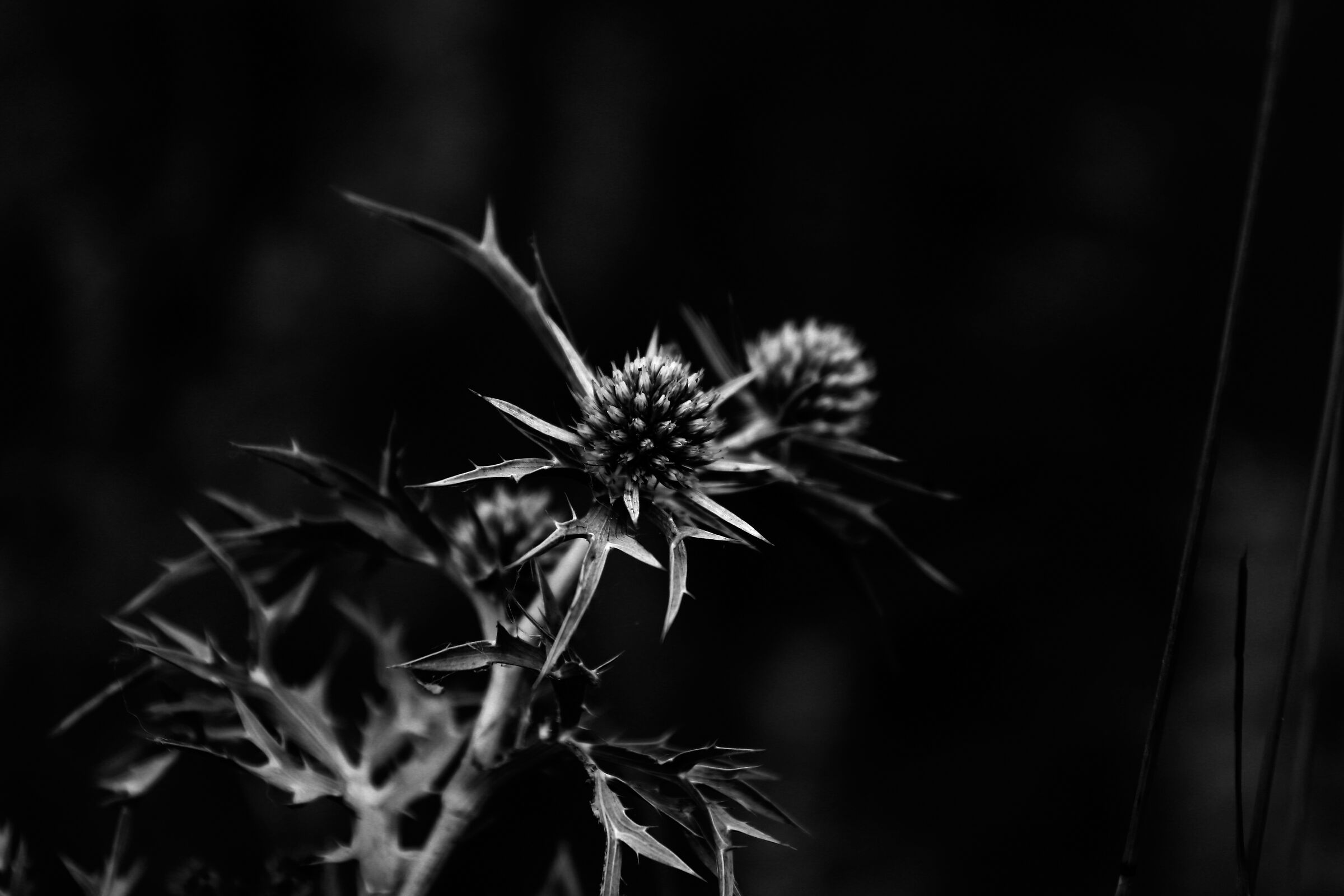 Flower in BW