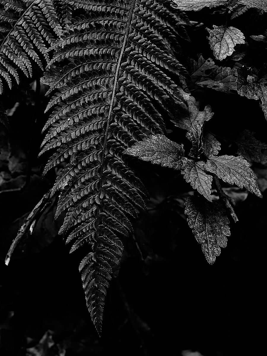 Plant in BW