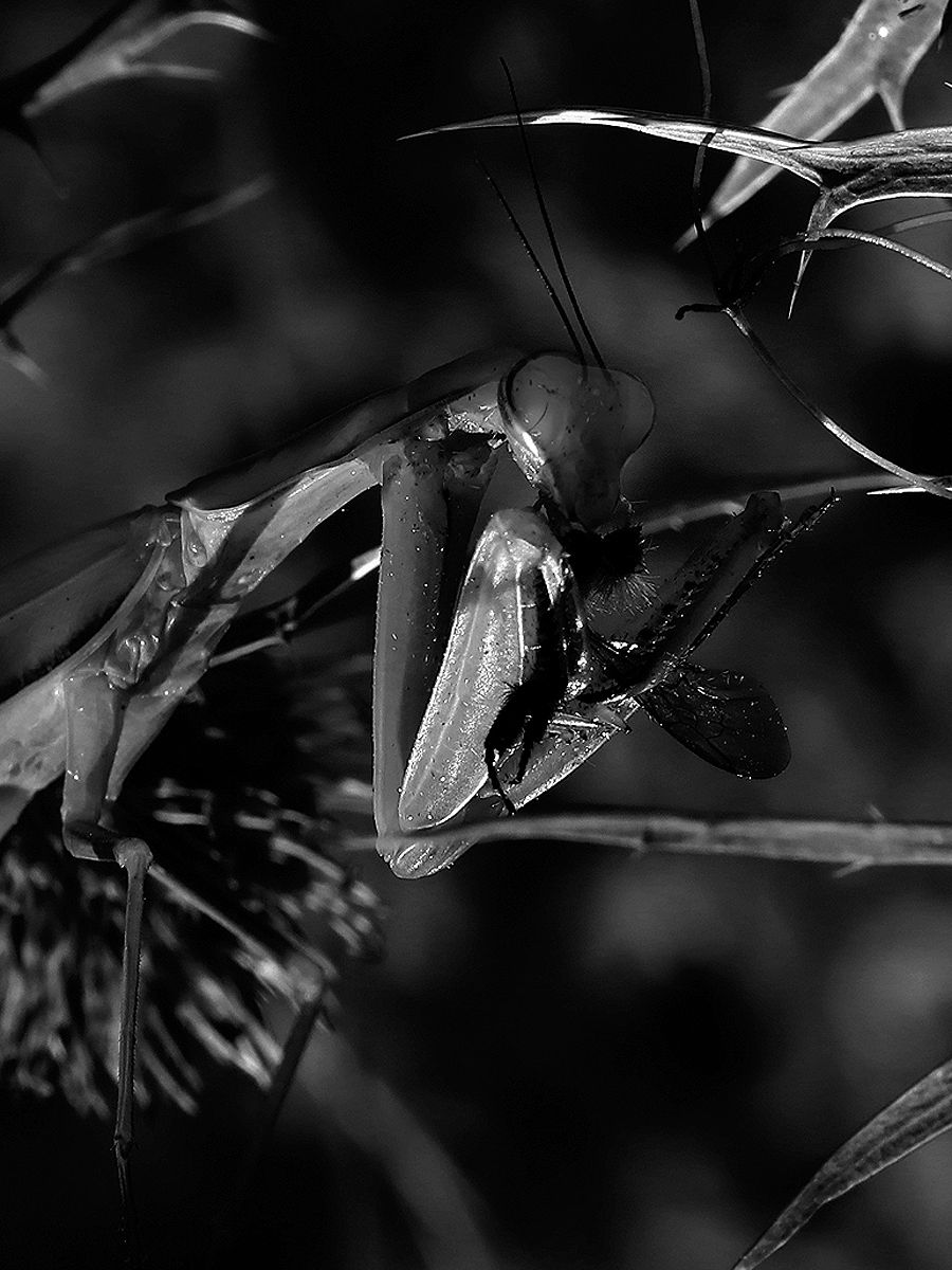 Lunch time for the Religious Mantis