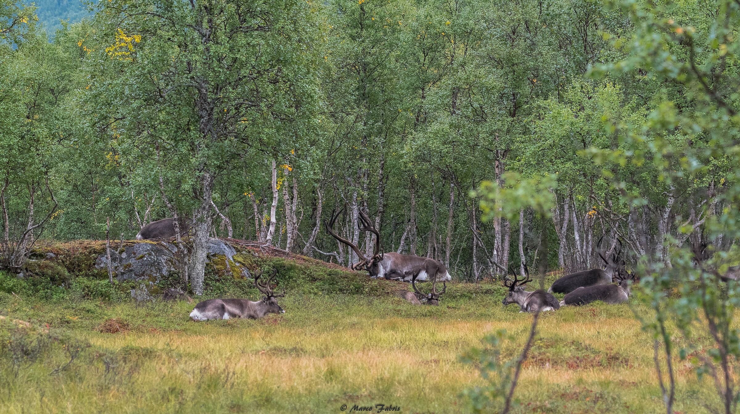 Reindeer at rest...
