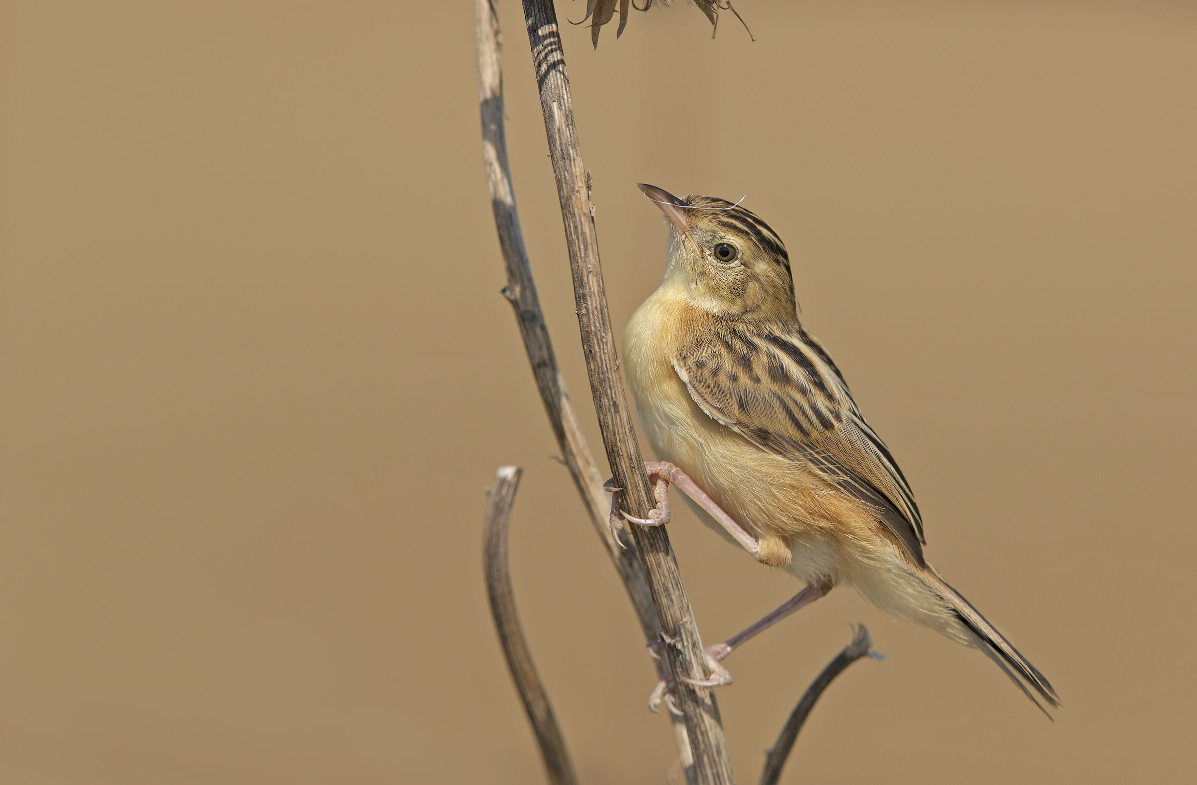 beccamoschino (cisticola juncidis)
