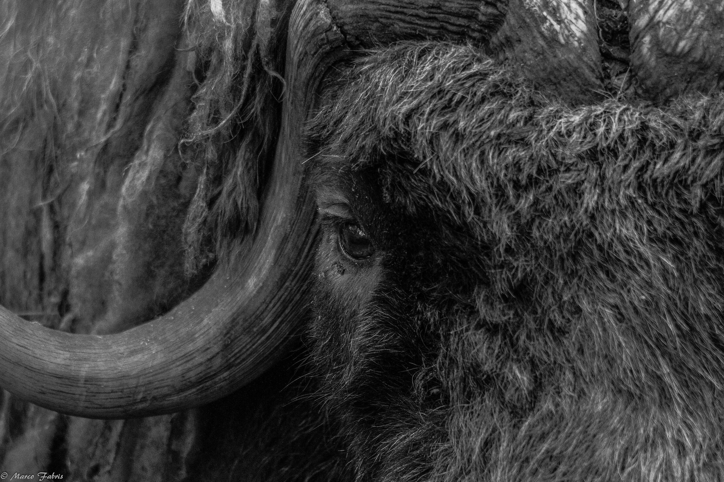 Musk ox