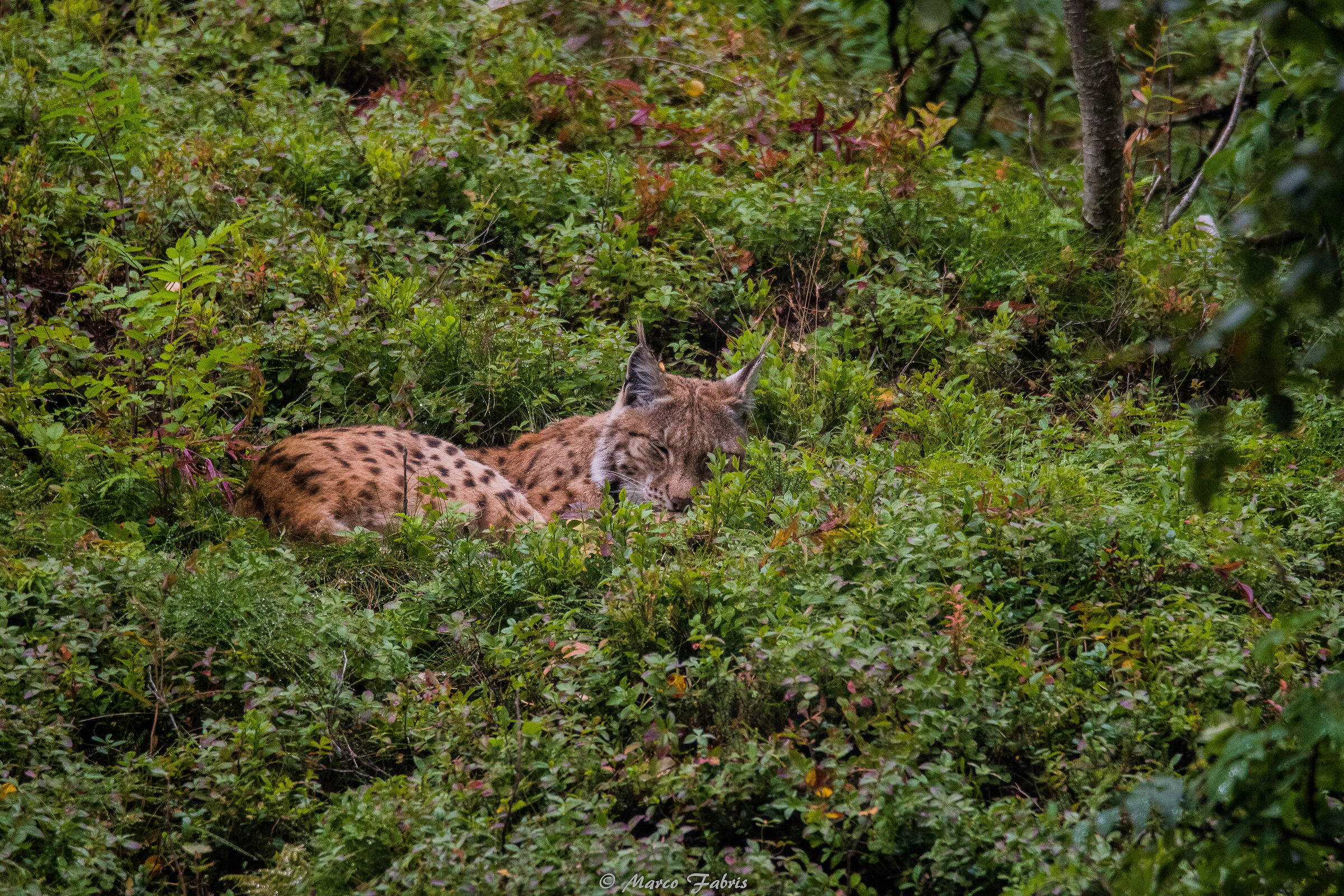 Lynx