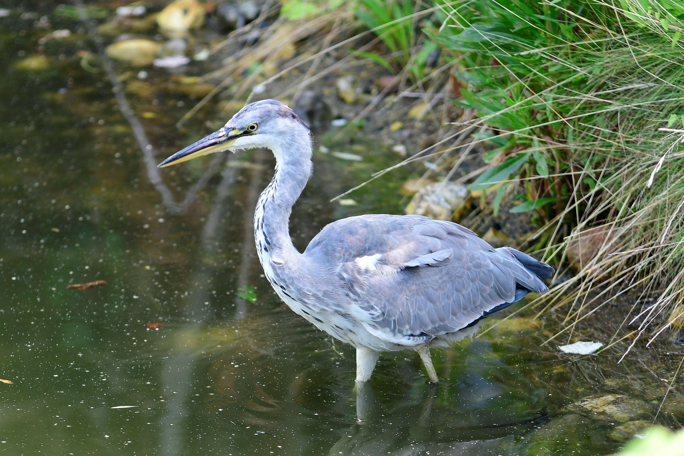gray heron
