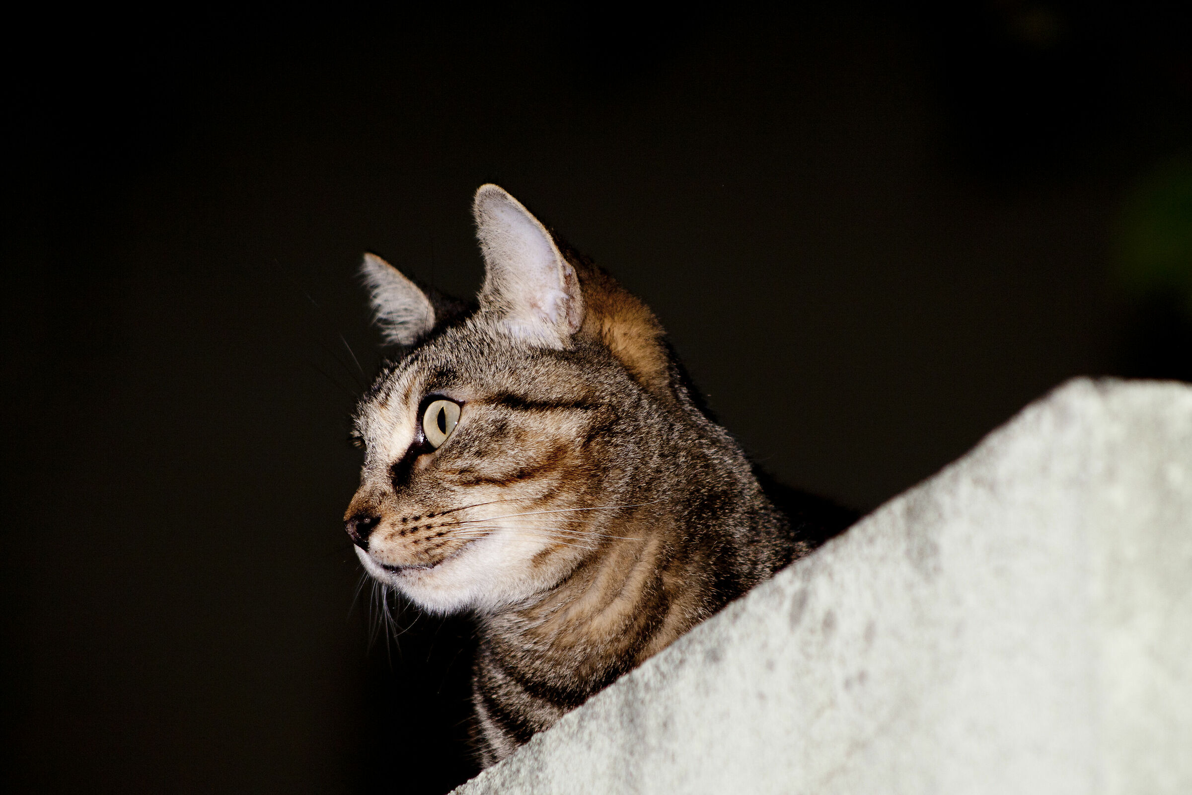 Musa la gatta di casa