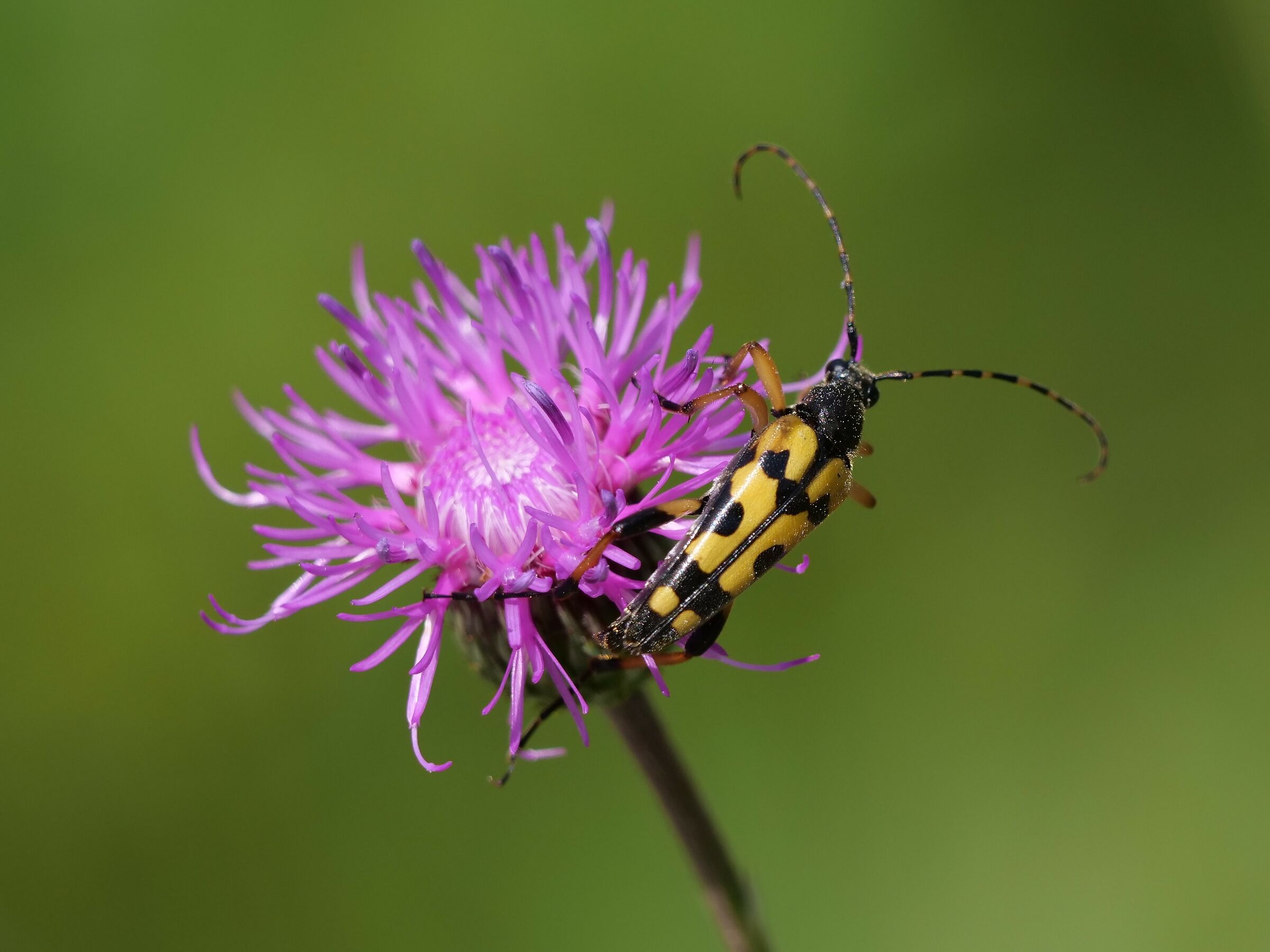 Retpela maculata Poda 1761