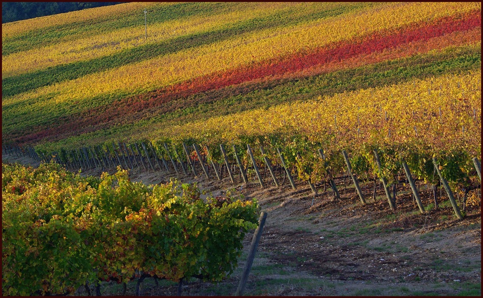 I colori della vigna