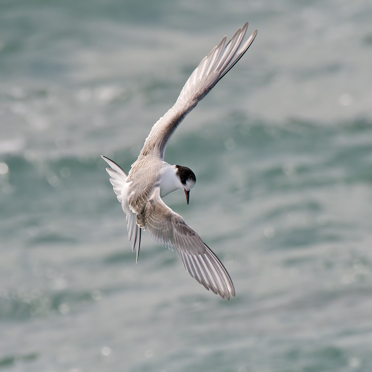 Giovane Sterna artica in manovra aerea