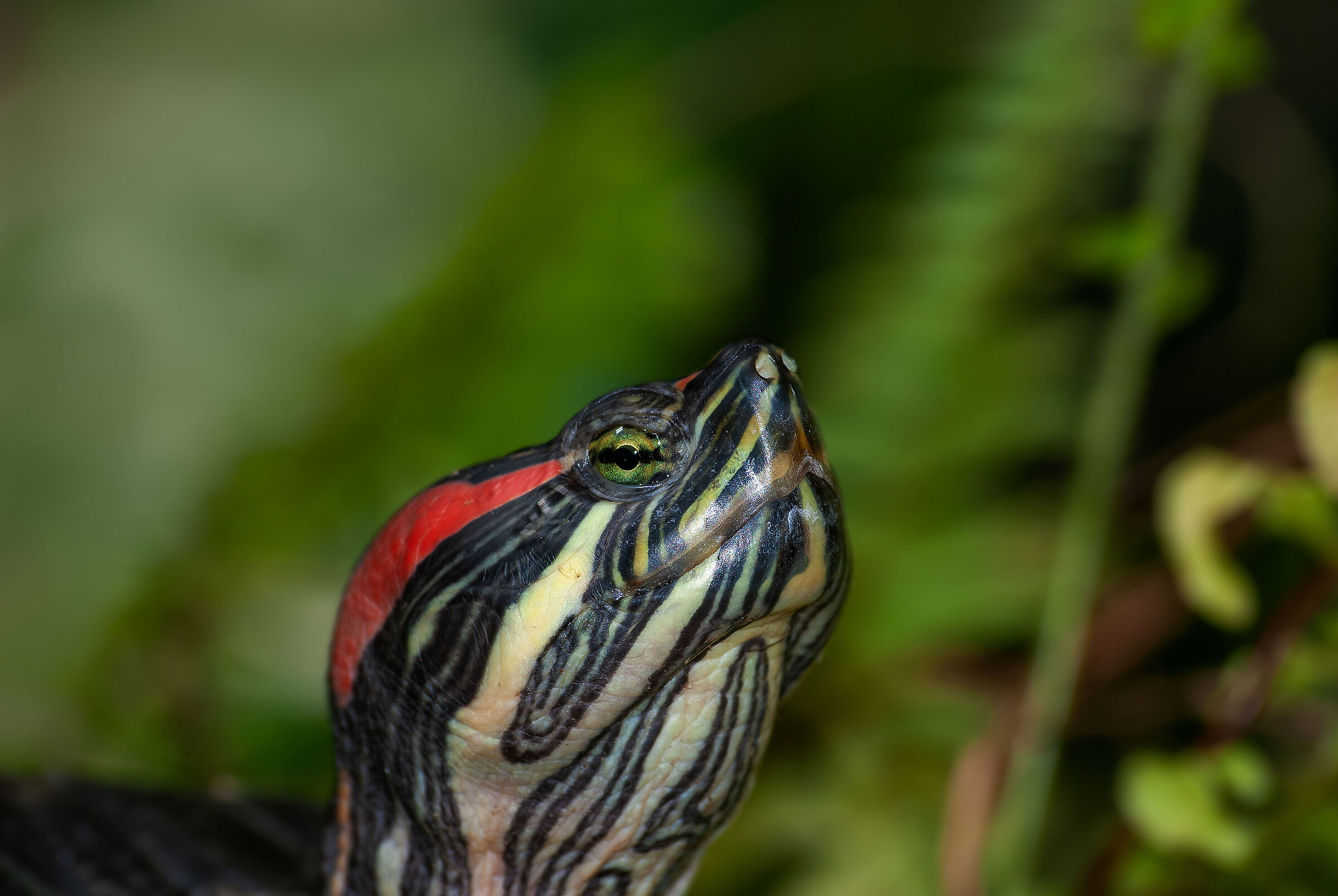 red-eared turtle
