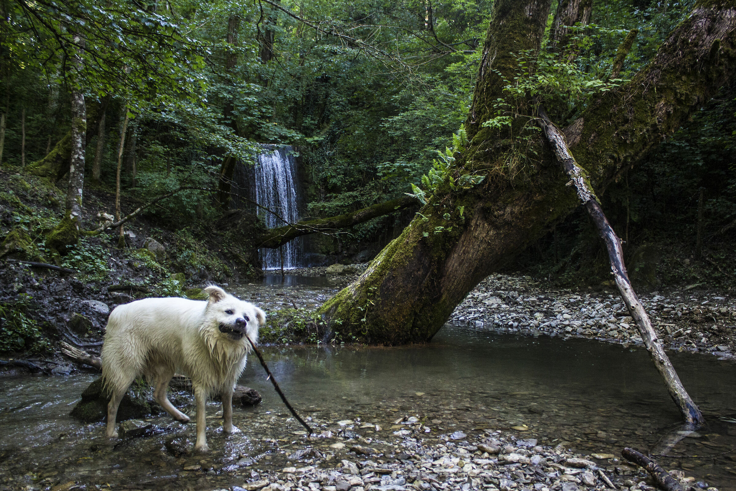 "Orso bianco" nella foresta