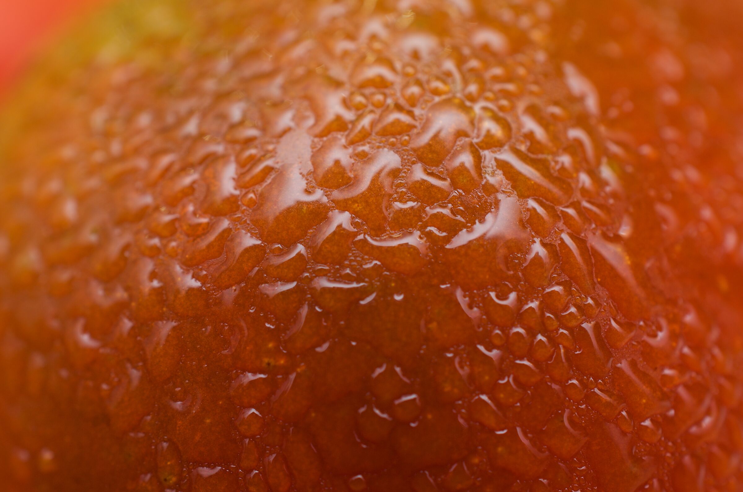 Condensation on Tomato