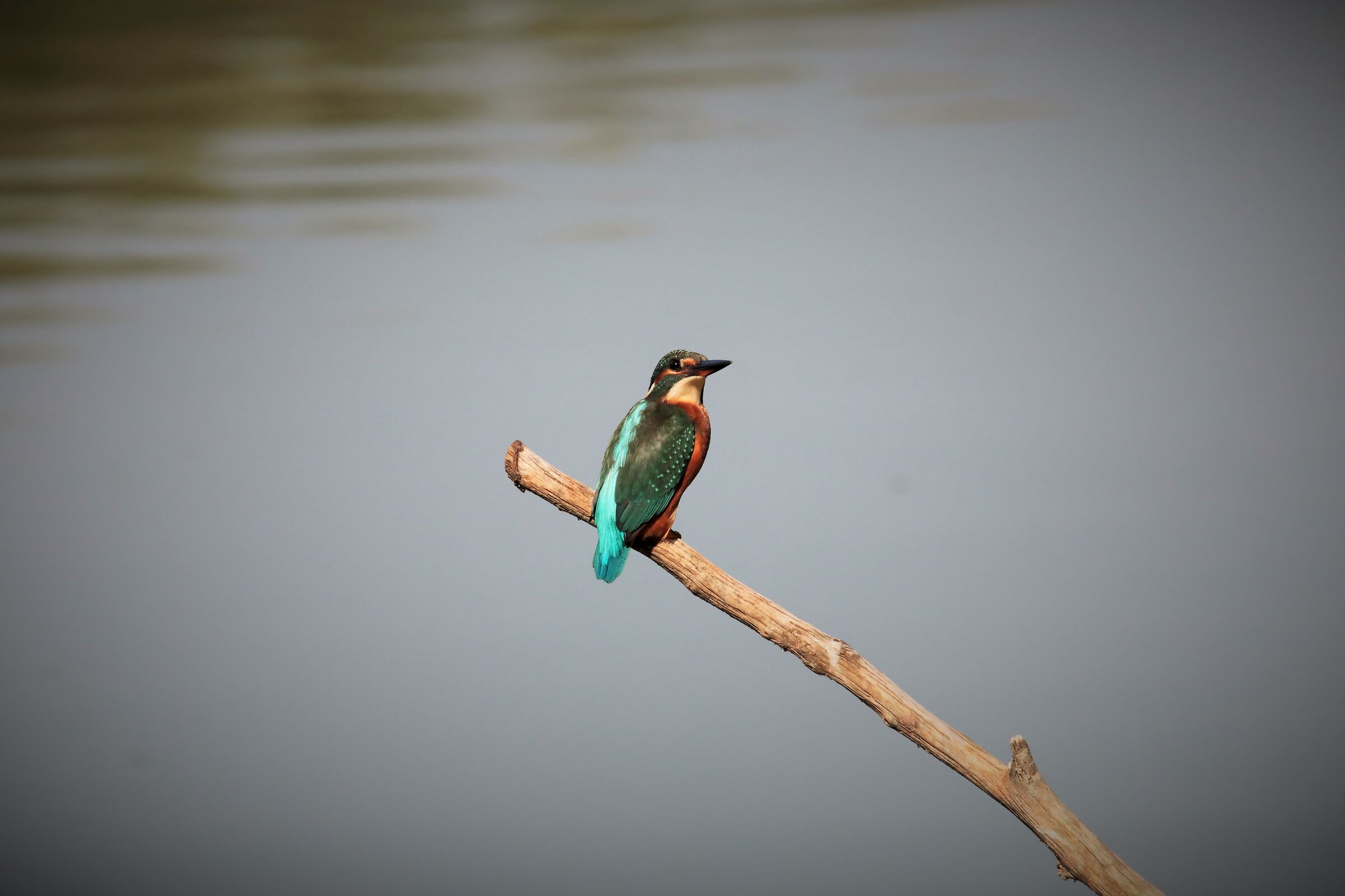 ho visto Qualcosa muoversi