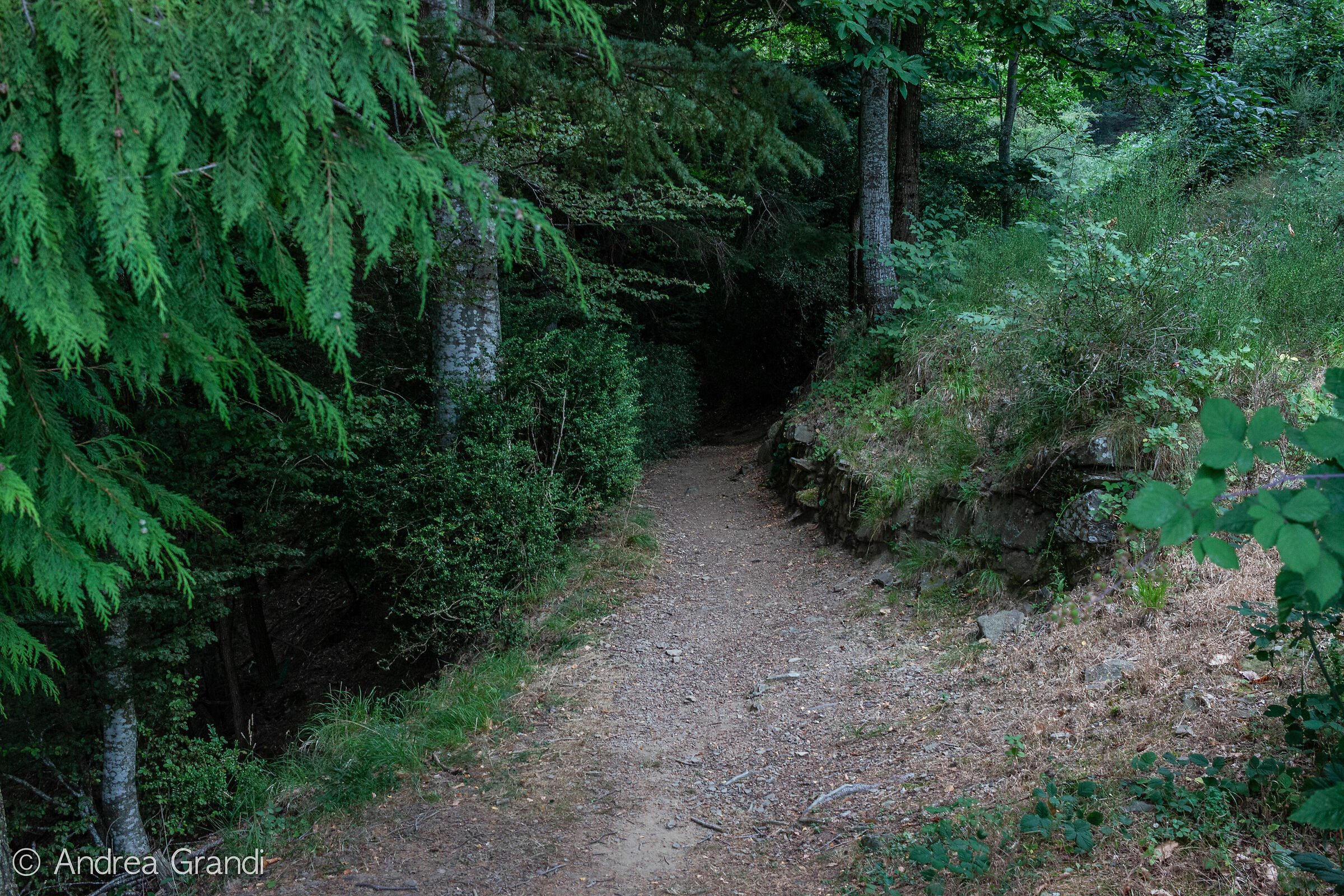 The beginning of the trail