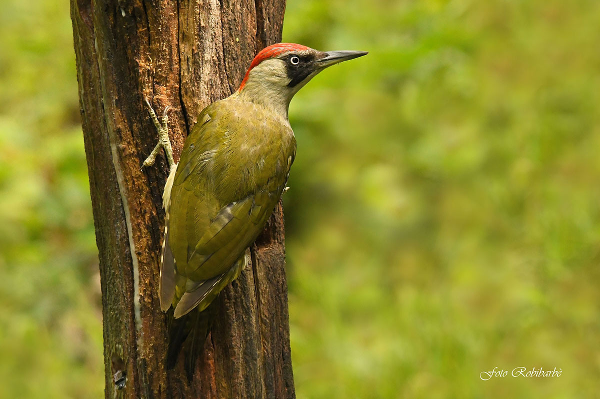 Green woodpecker...