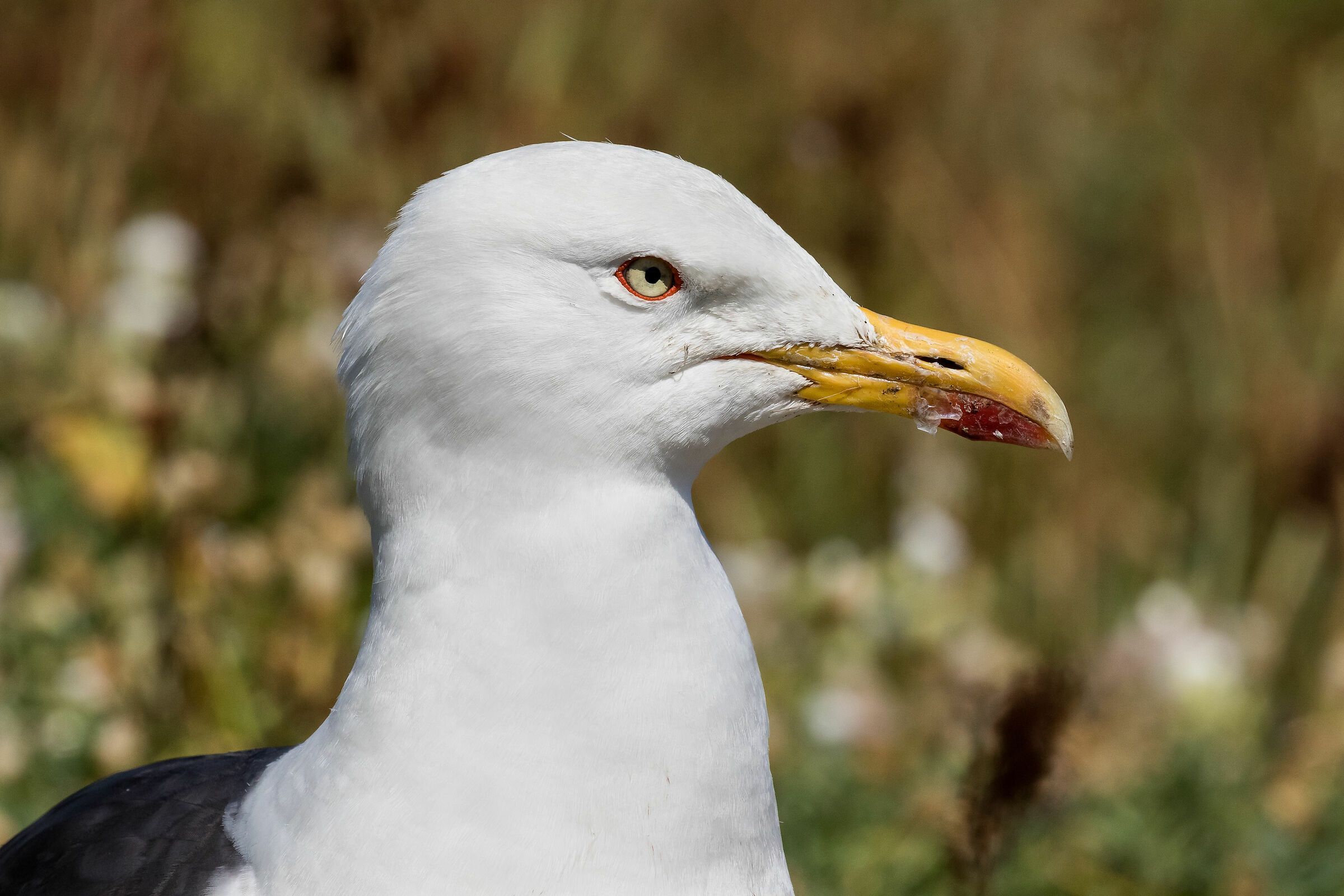 Black backed gull