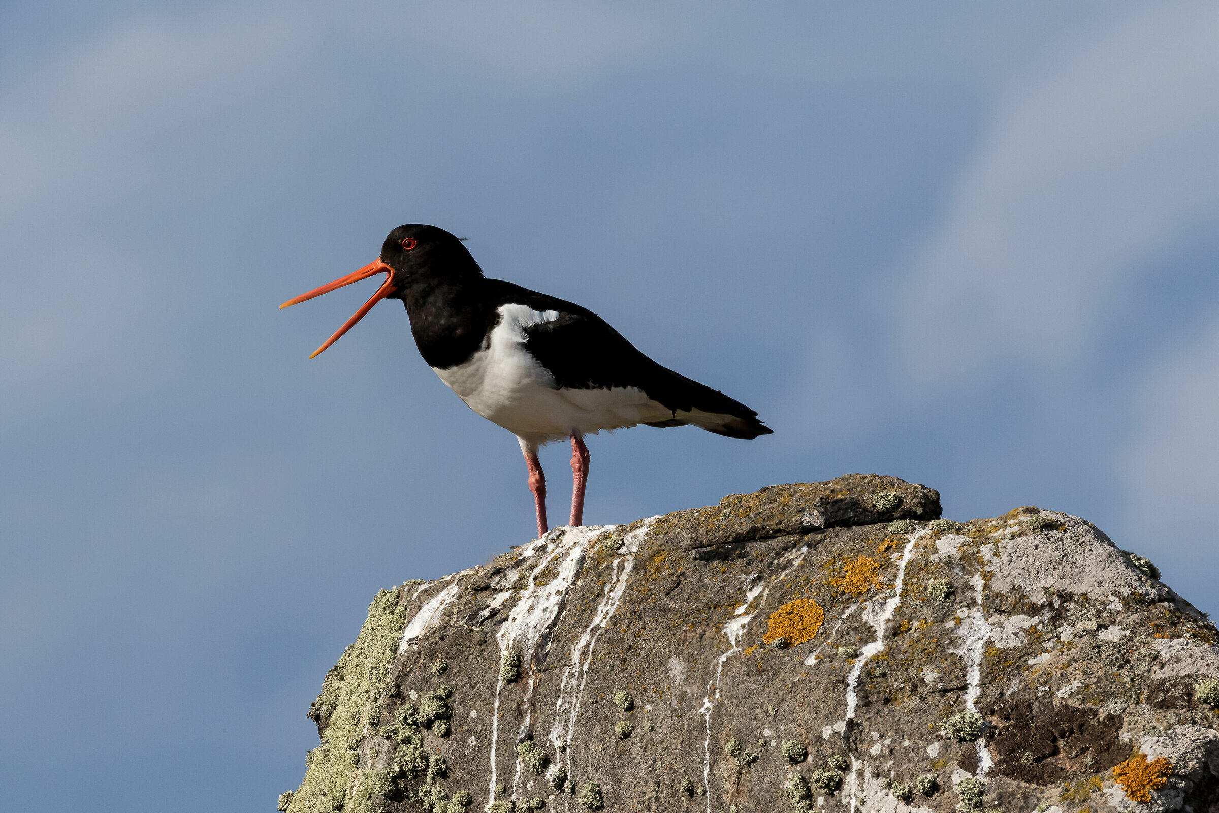 Oystercatcher
