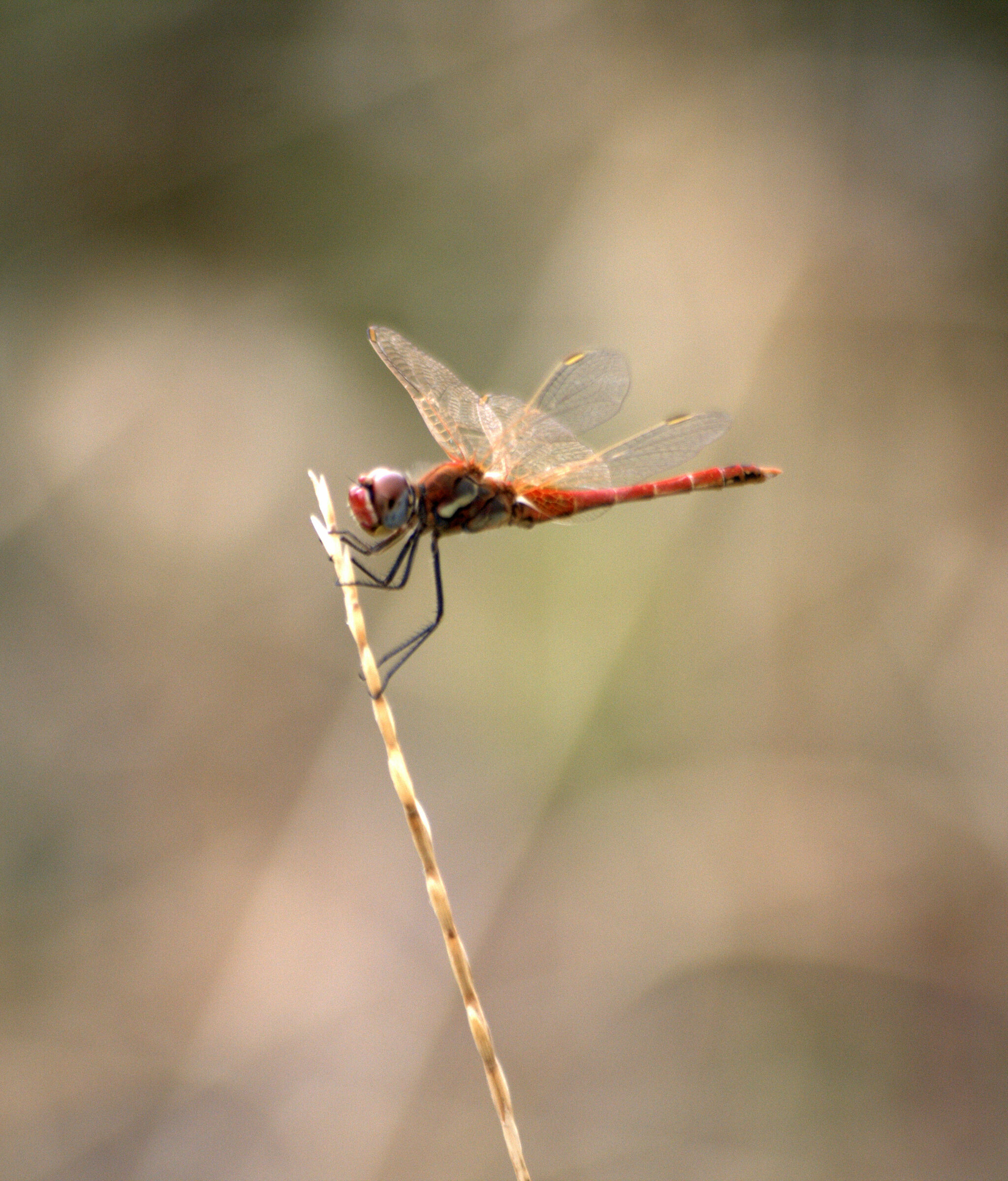 libellula rossa