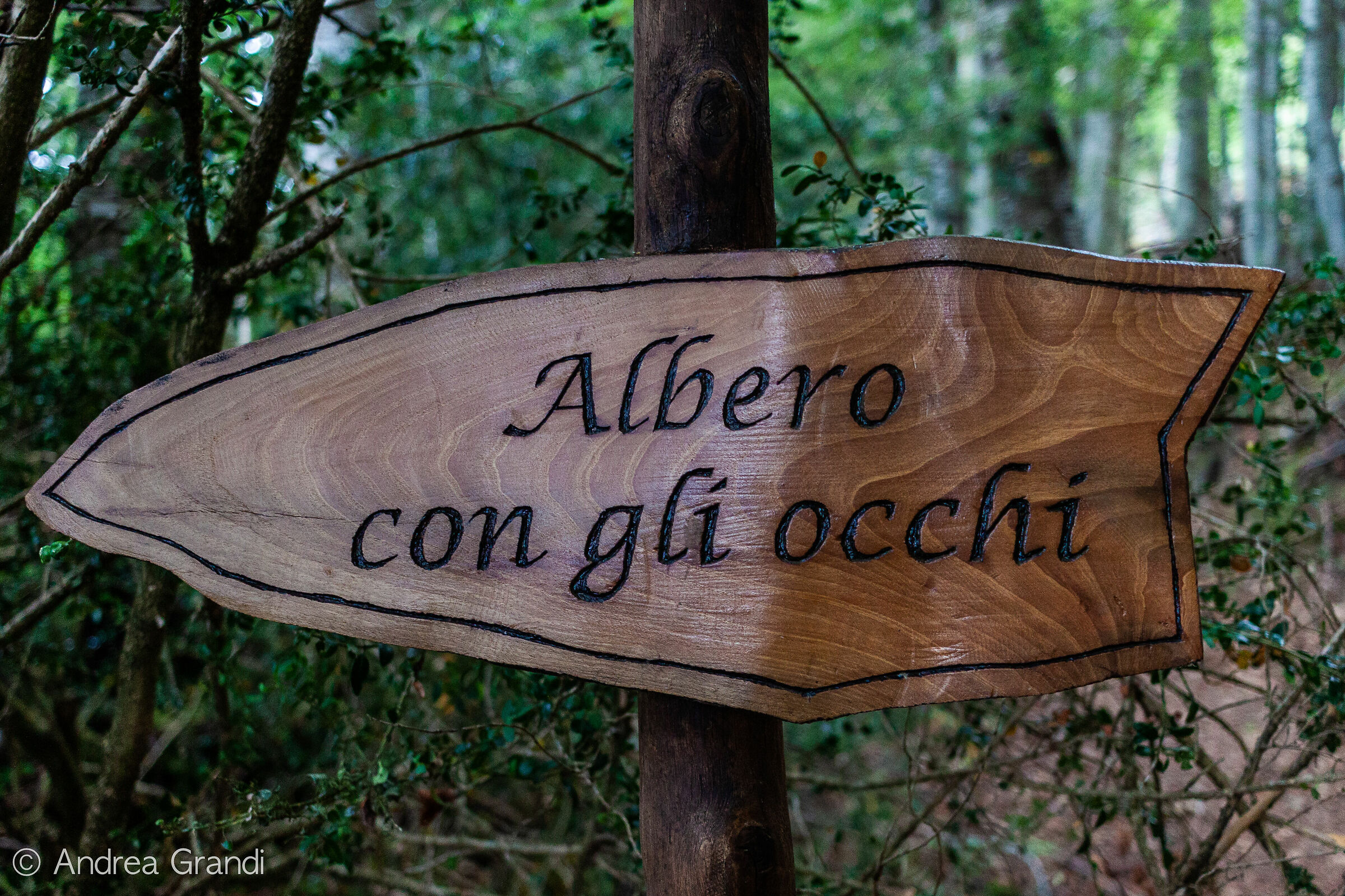 The sign pointing to the tree with eyes