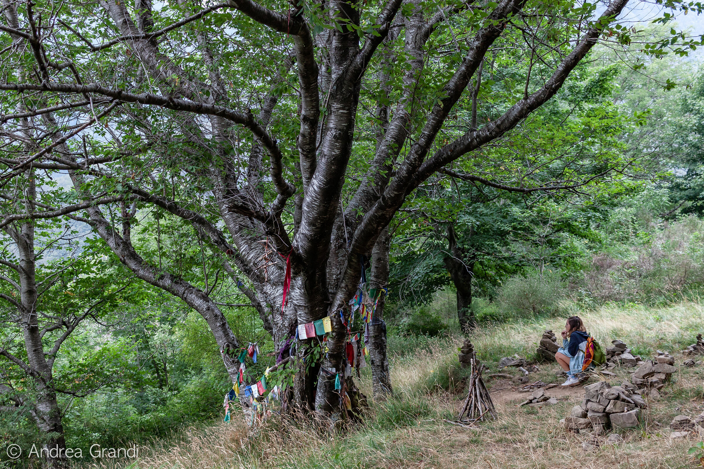 Looking at the tree with your eyes