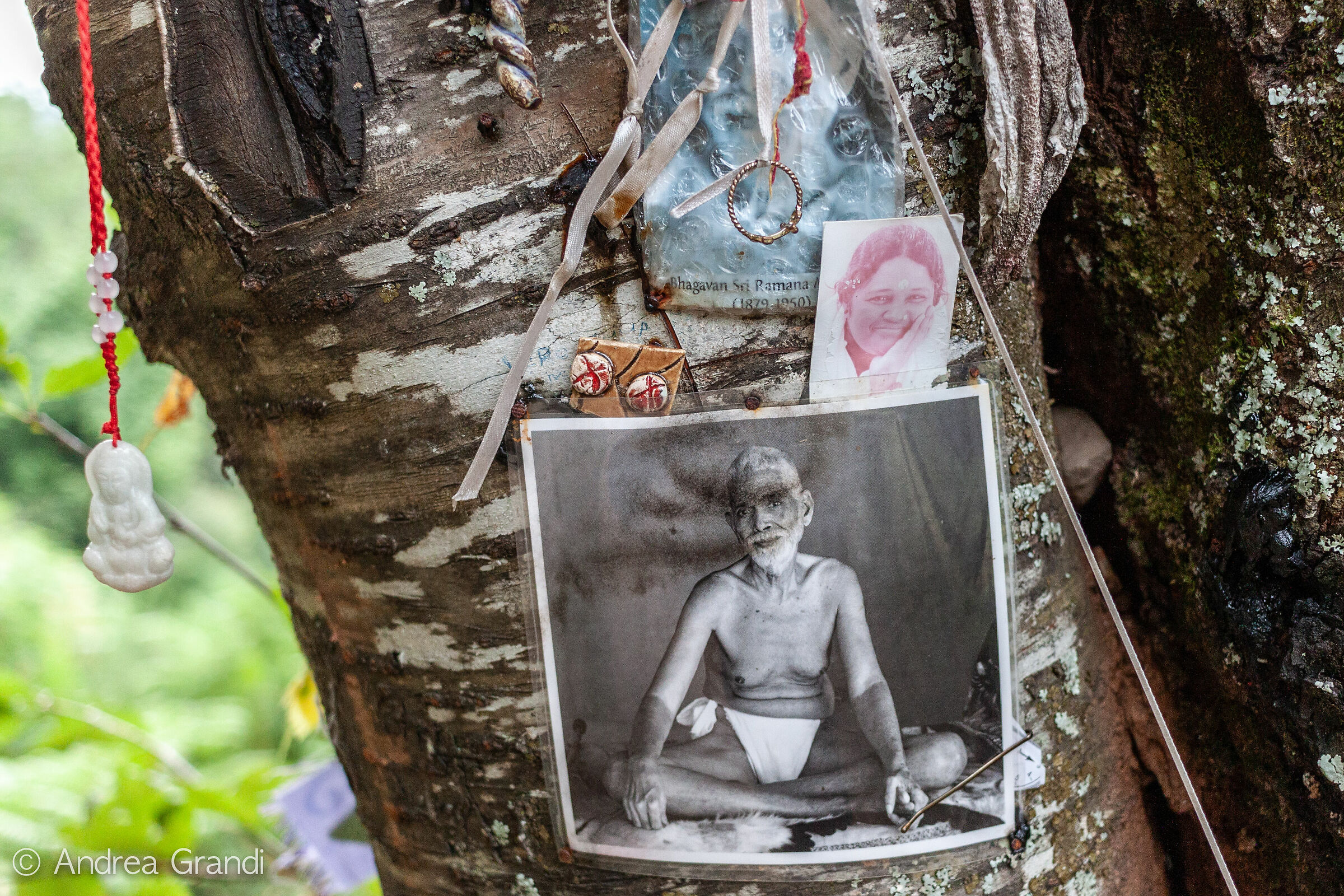 Photos left free on the tree with eyes