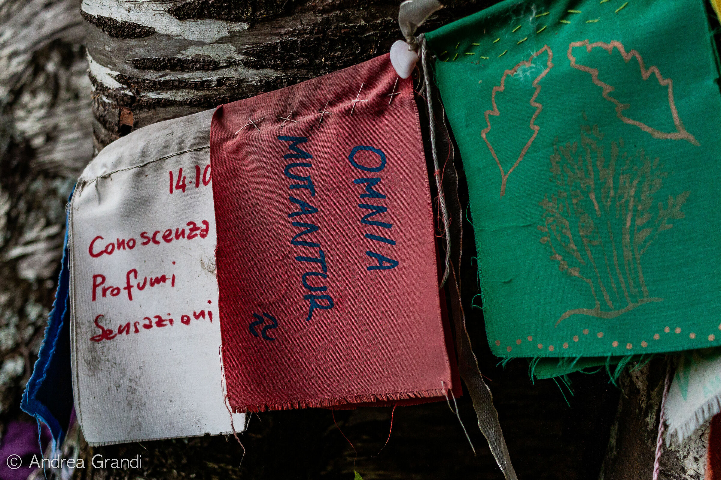 The decorative coats of arms on the tree with eyes