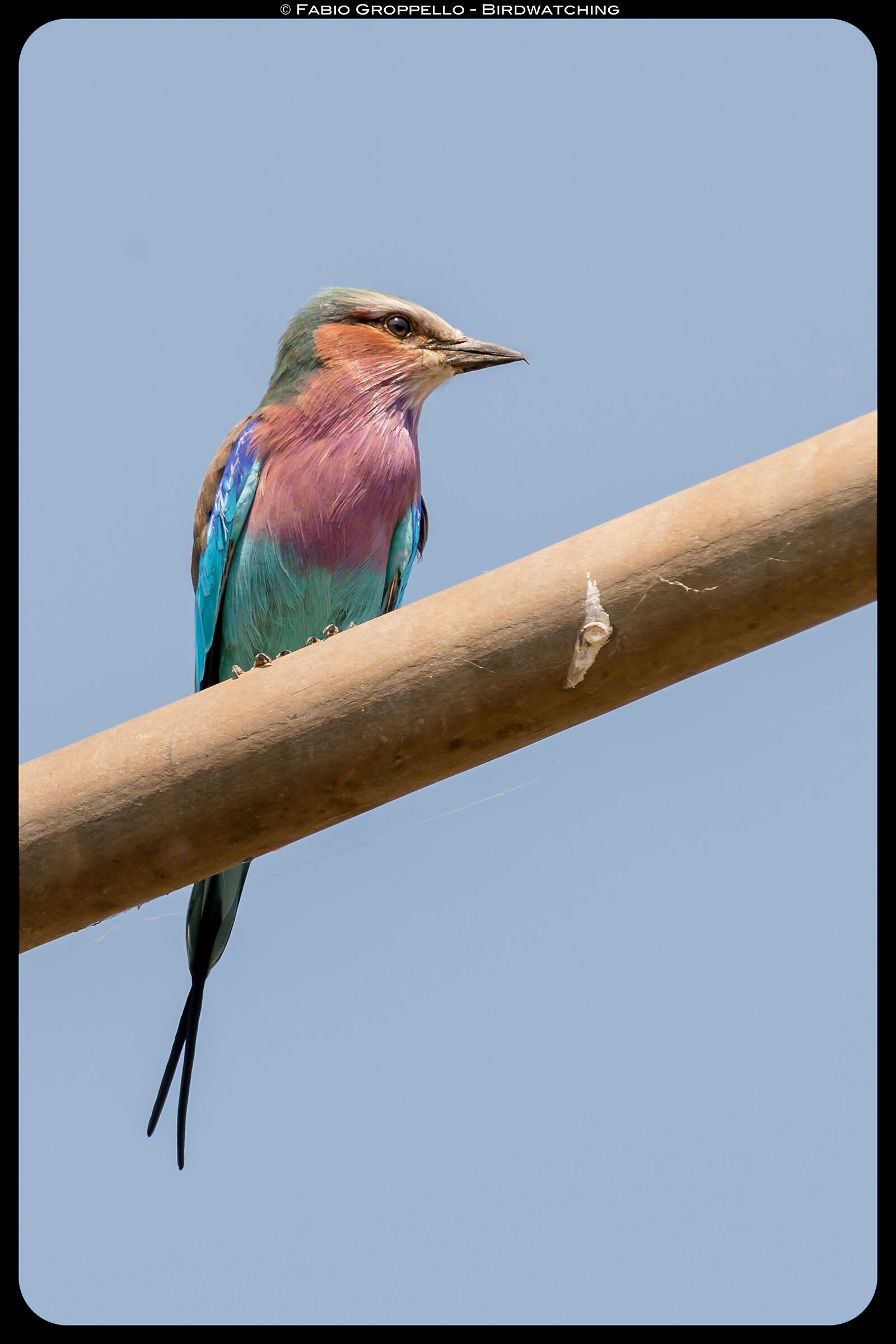 Acorn Marina Pettolilla